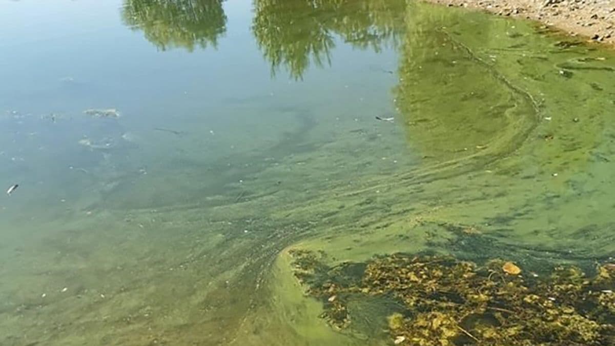 Swimming prohibited in Remerschen ponds