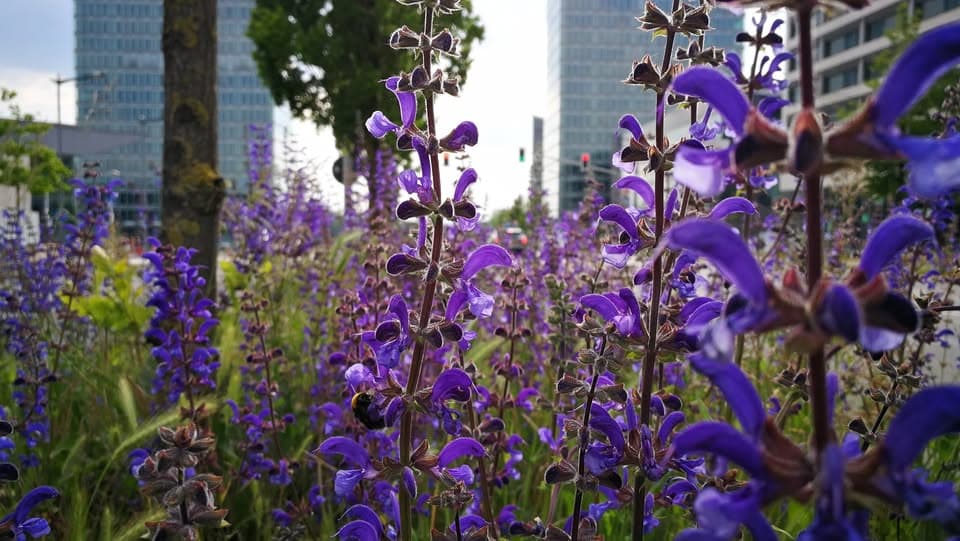Urban Walks: Development and Biodiversity of Green Spaces (ENGL/LU)