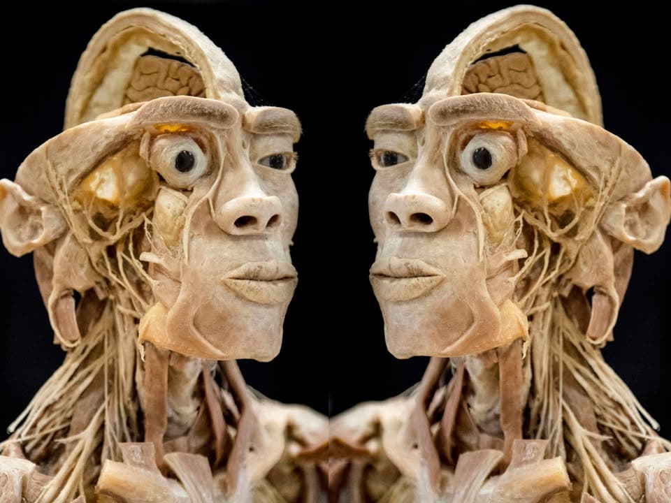 Luxembourg Human Body Exhibition from July 19 to July 20, 2025.
