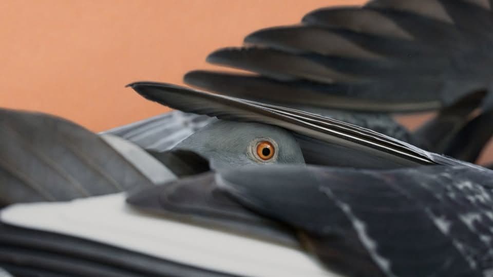 Join the Artist! Guided Tour with Artist Luisa-Maria Stagno [FR | ENGL]