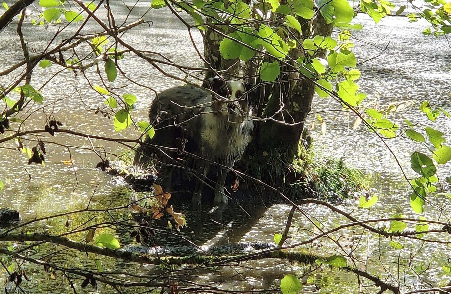 The Grand Ducal Fire and Rescue Corps rescued a dog from the swamp