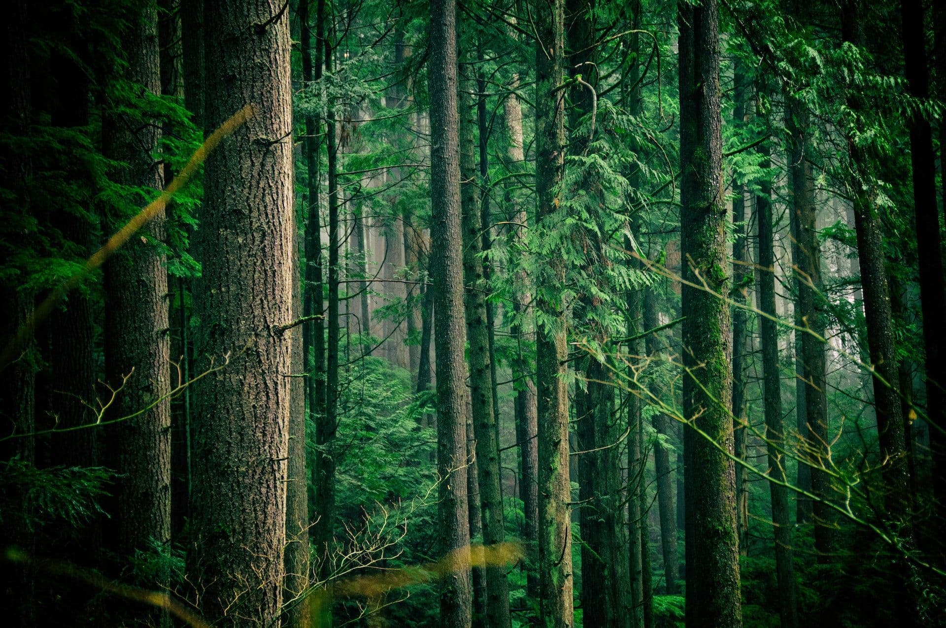 New forest planted in Luxembourg