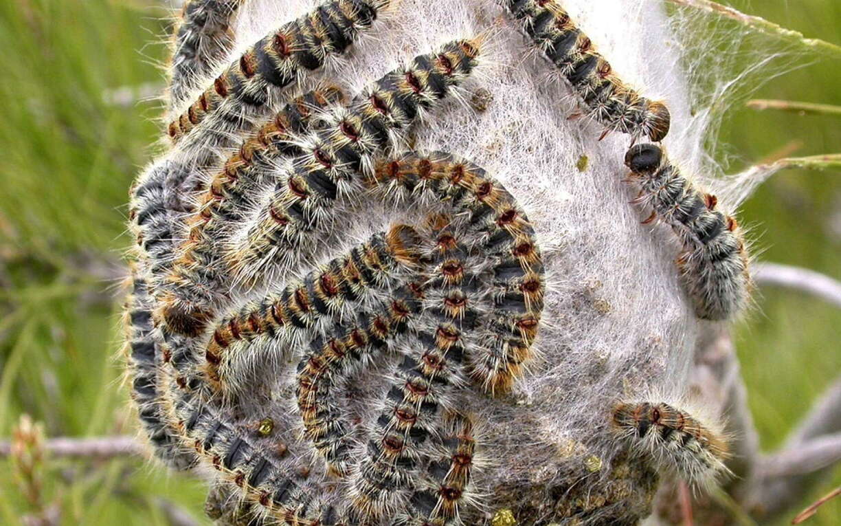 Oak caterpillars in Luxembourg