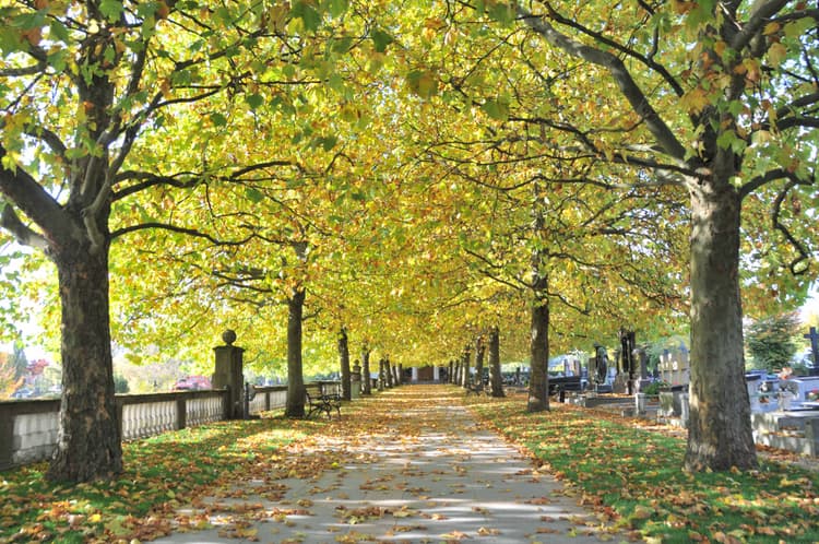 Luxembourg_cimetière_Notre-Dame_platanes_01.jpg