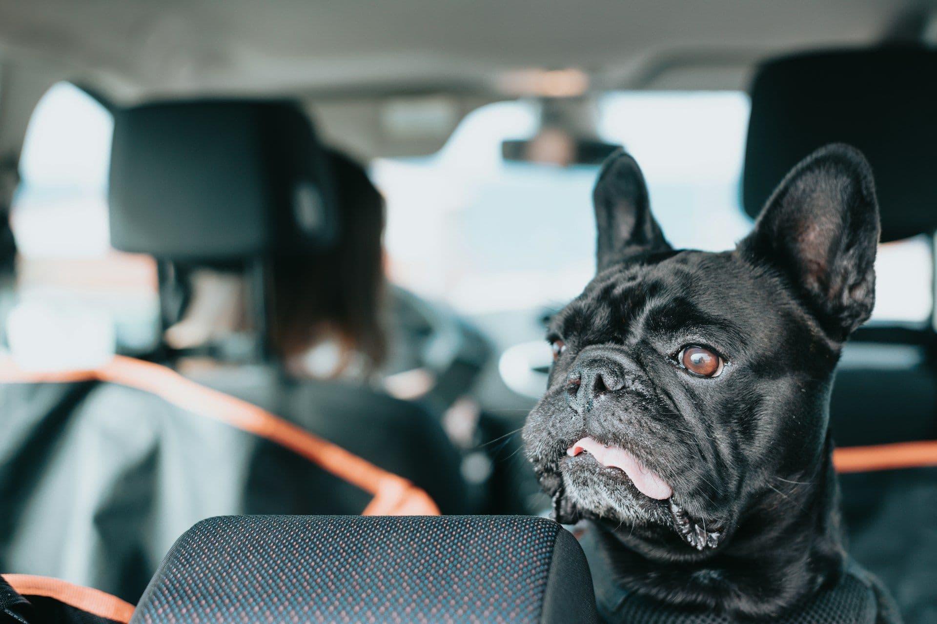 Pet protection in Luxembourg