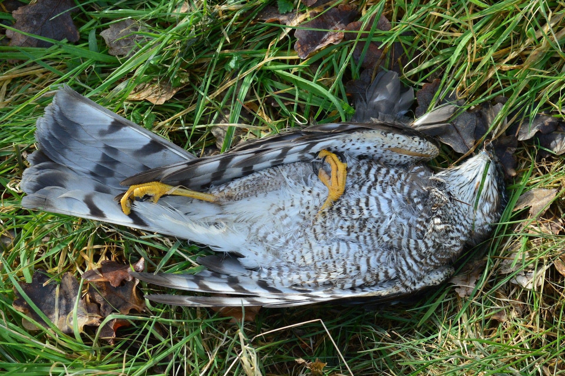 Dead birds in Luxembourg