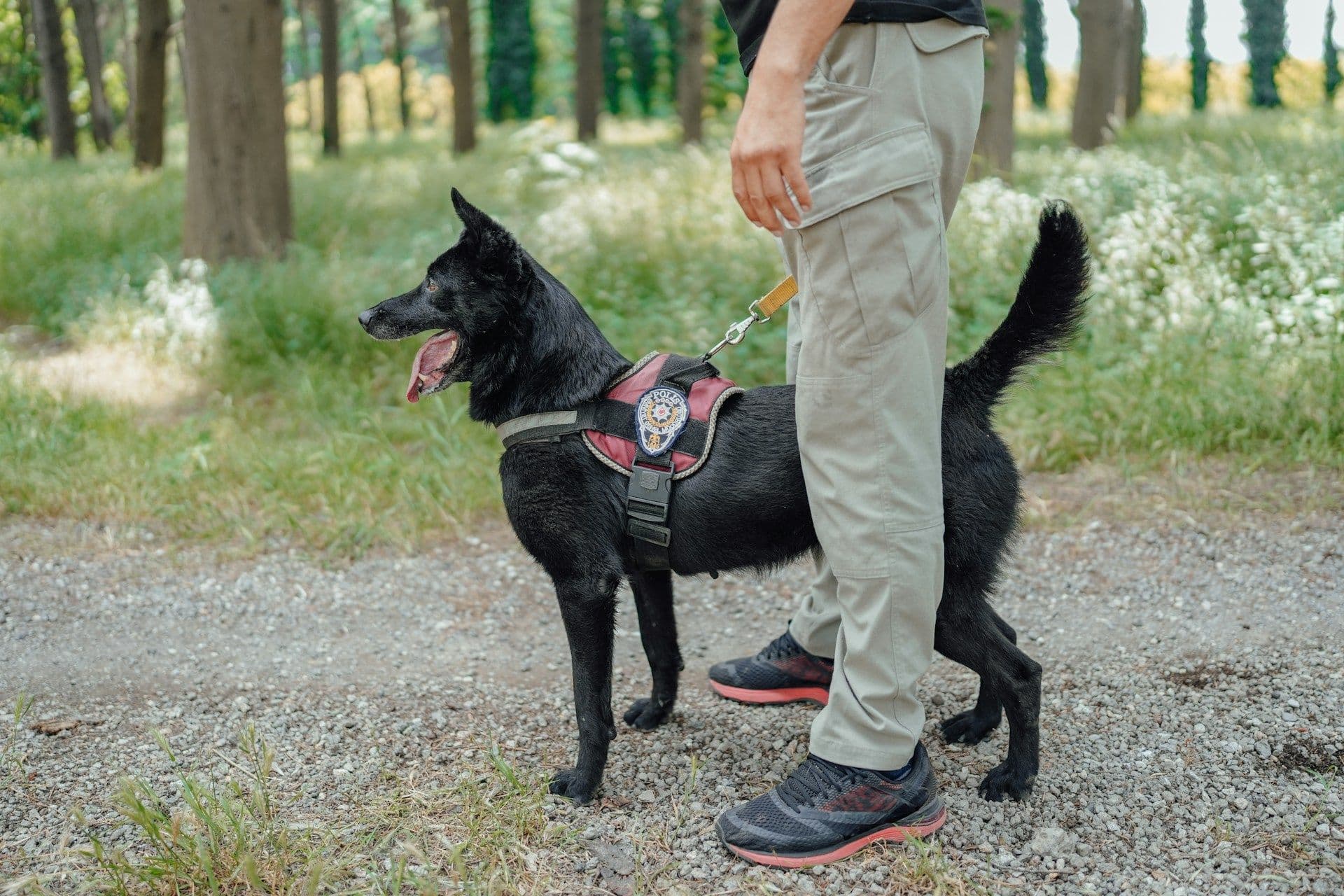 Police dog in Luxembourg