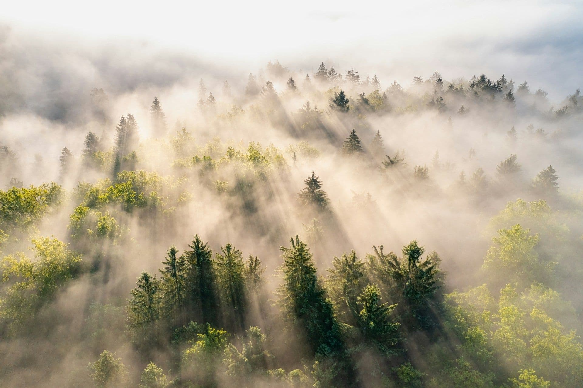 Digital forests in Luxembourg