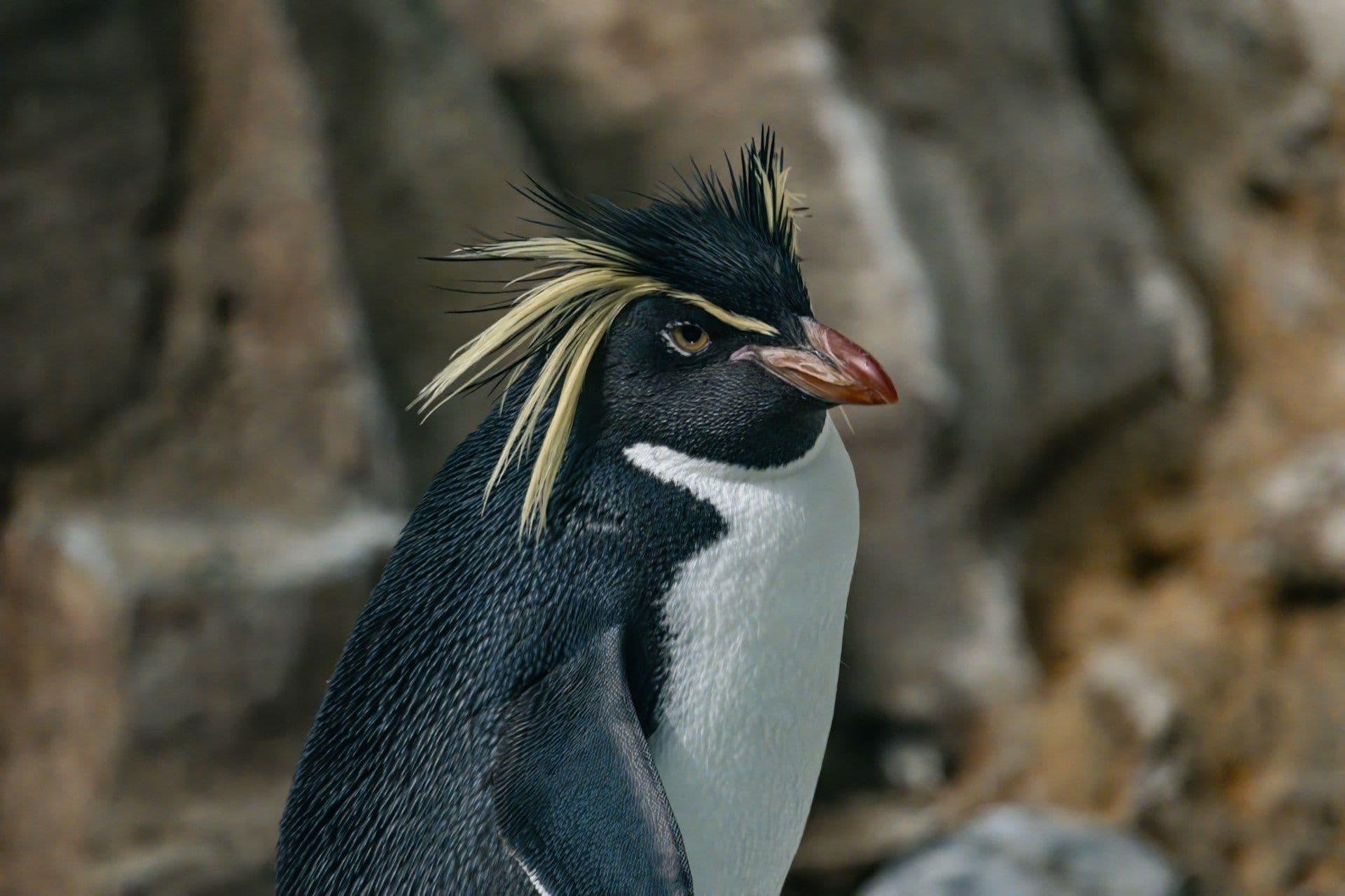 Newborn penguin in Luxembourg