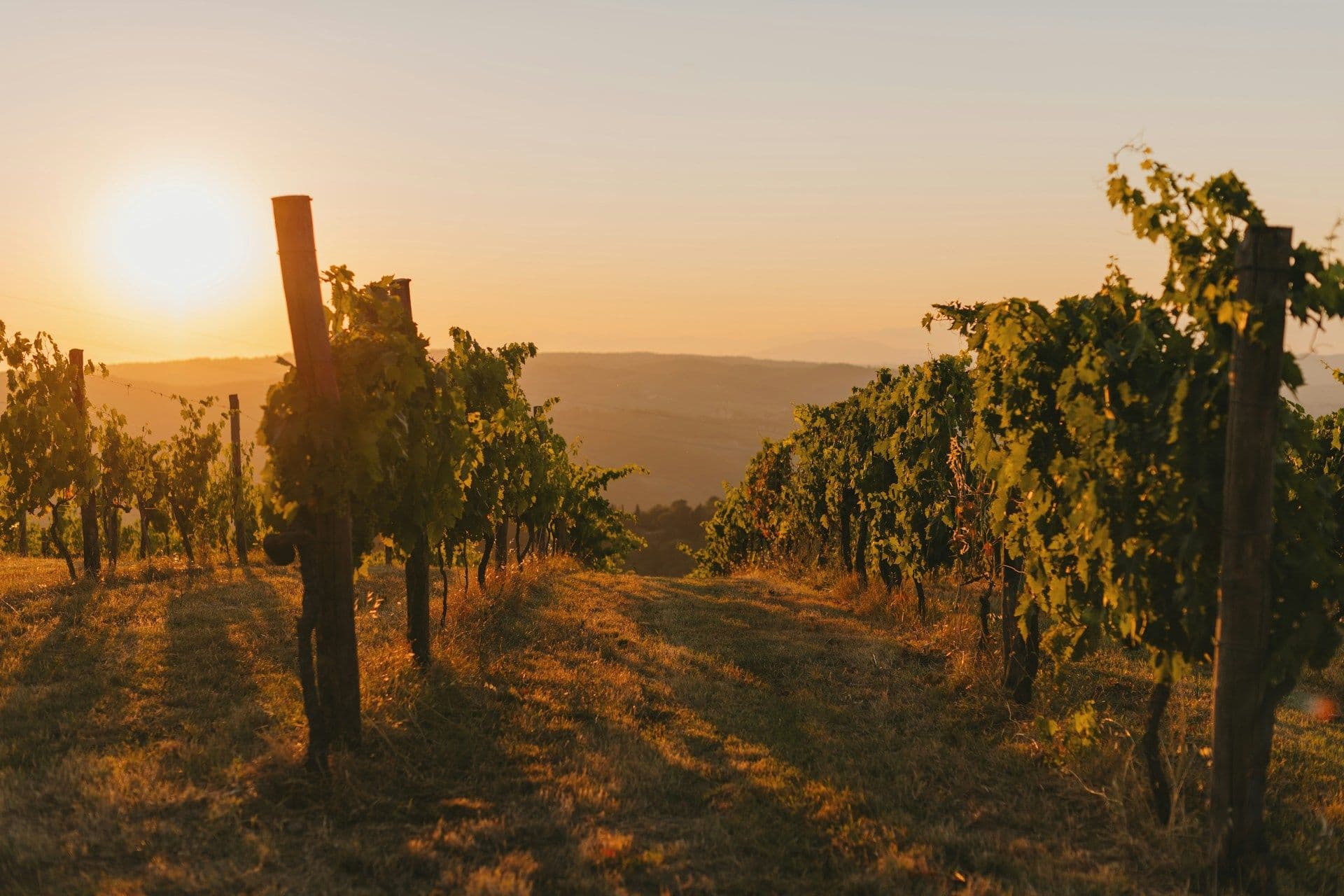 Vineyards of Luxembourg