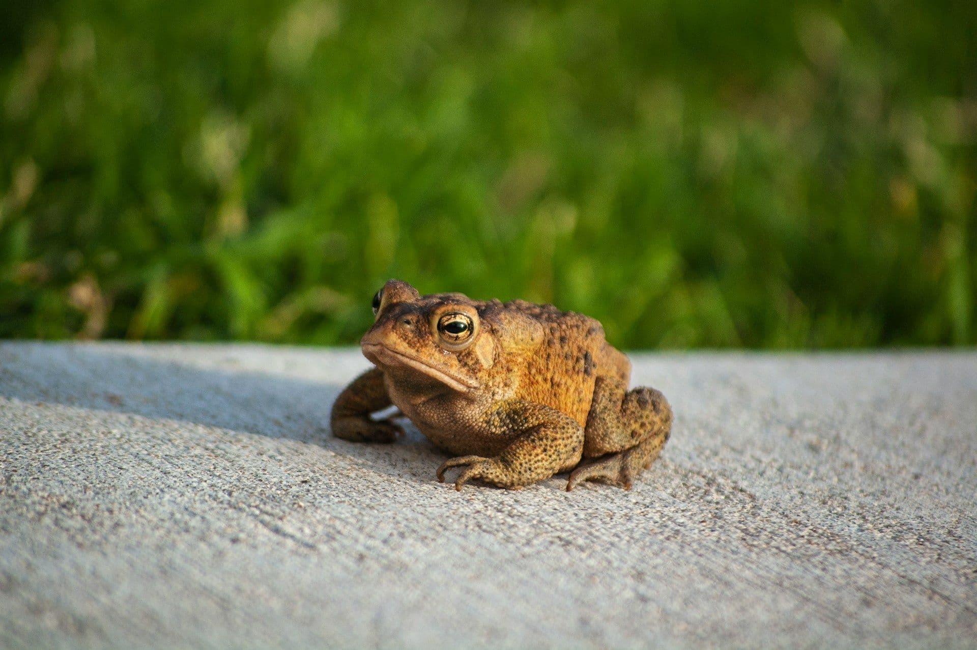 Toads in Luxembourg