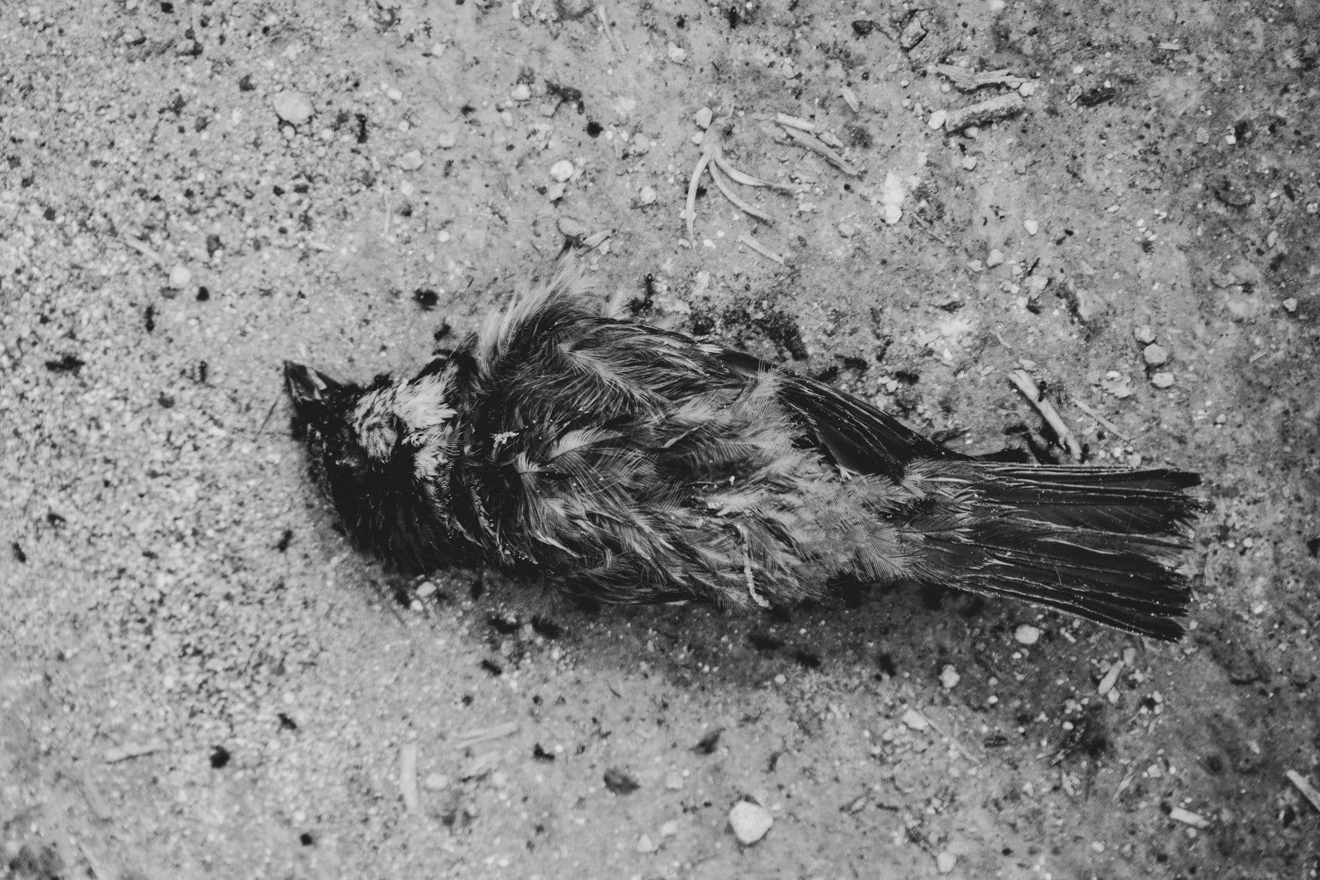 Dead birds in Luxembourg