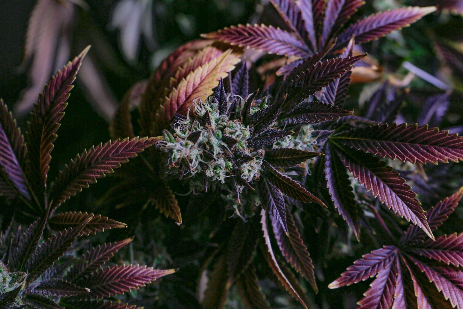 Cannabis flowers in Luxembourg