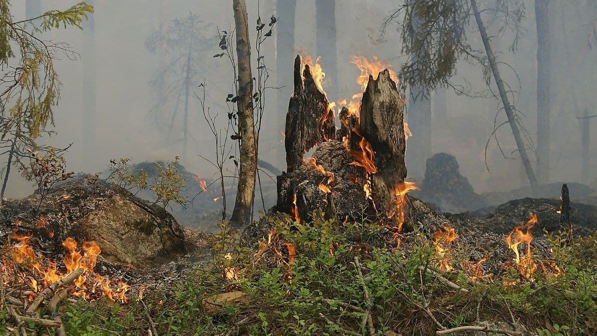 Крупный лесной пожар вспыхнул на севере Люксембурга
