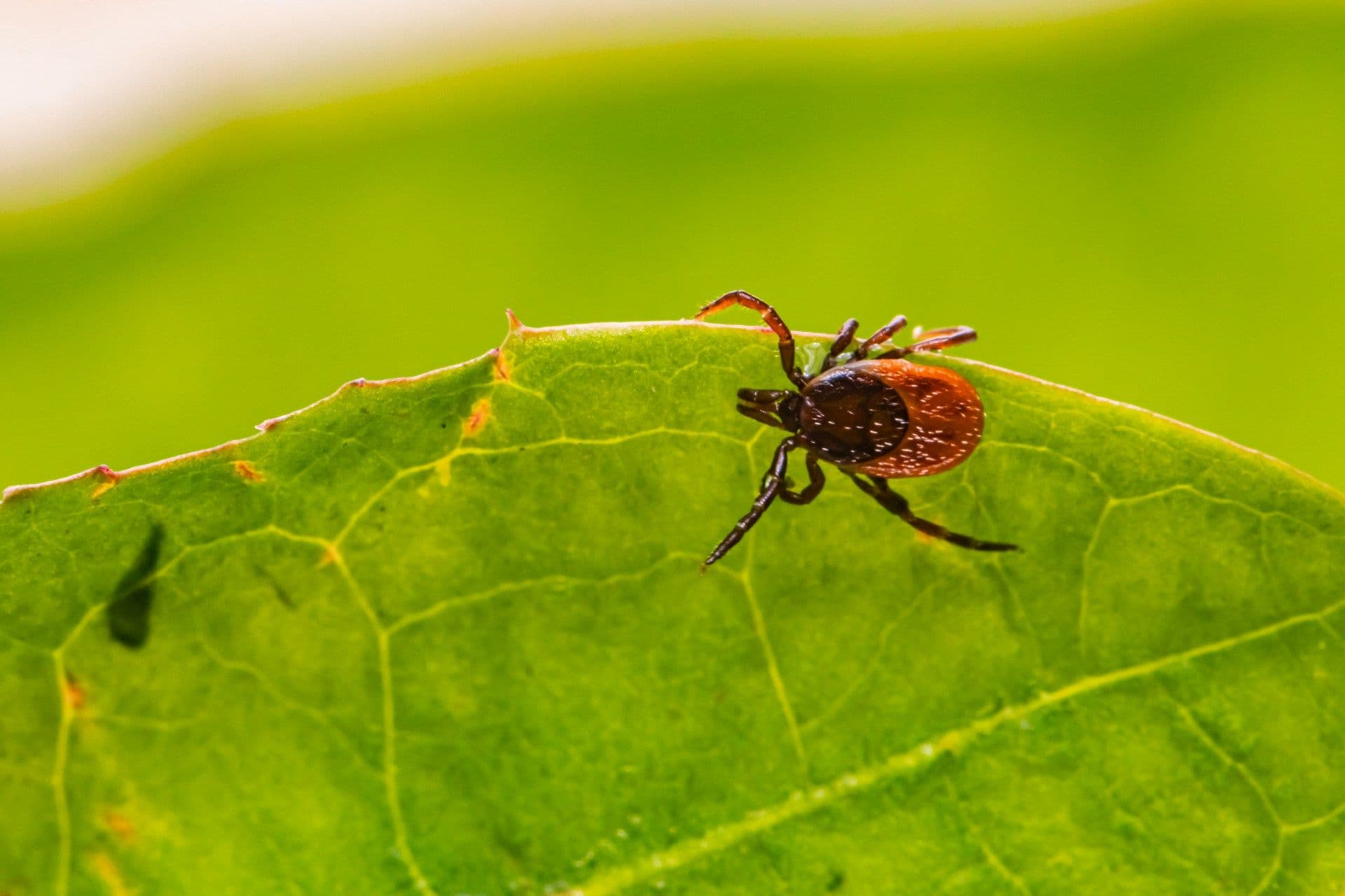 Ticks in Luxembourg
