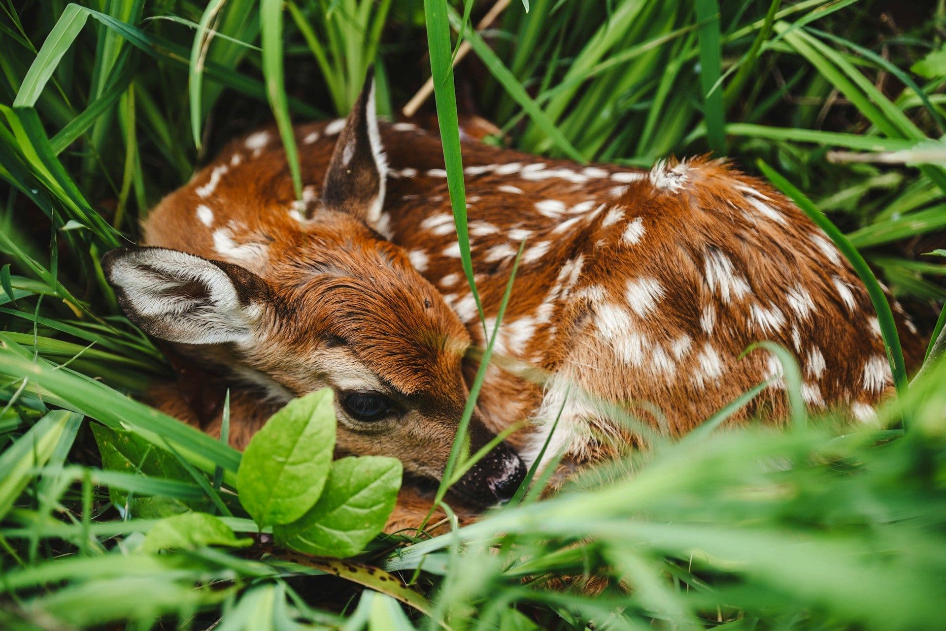 Fawns in Luxembourg