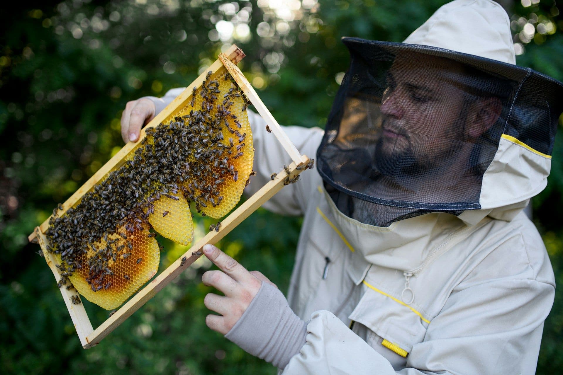 Bees in Luxembourg