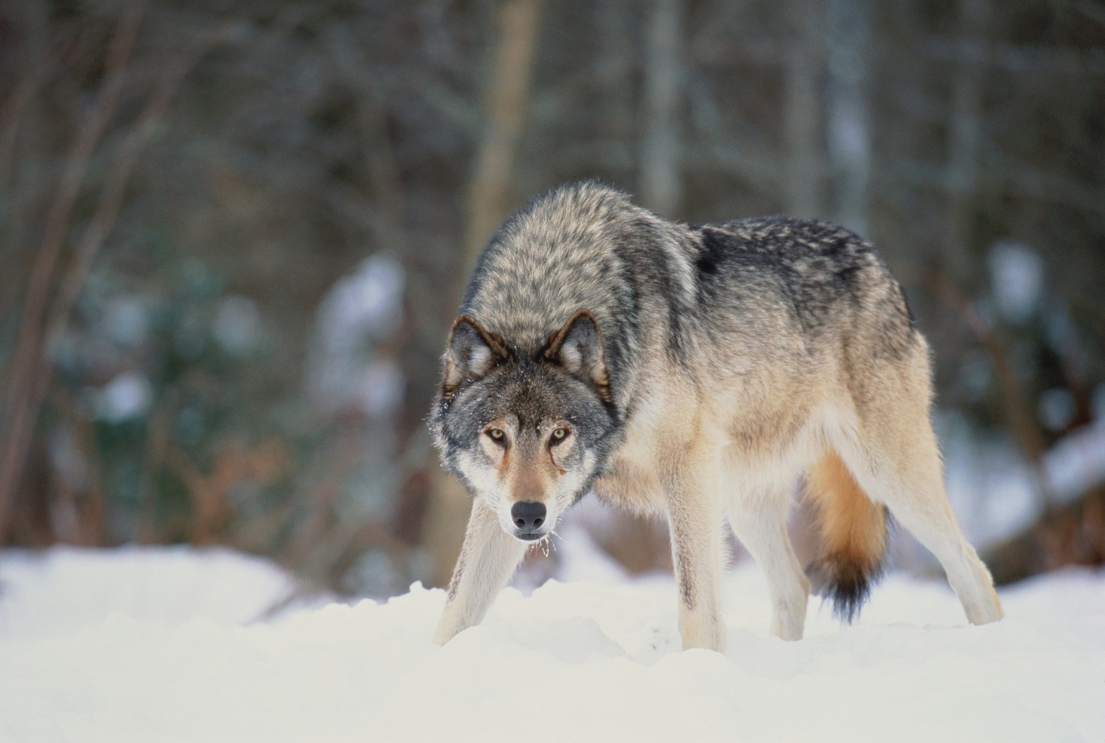 Wolves in Luxembourg