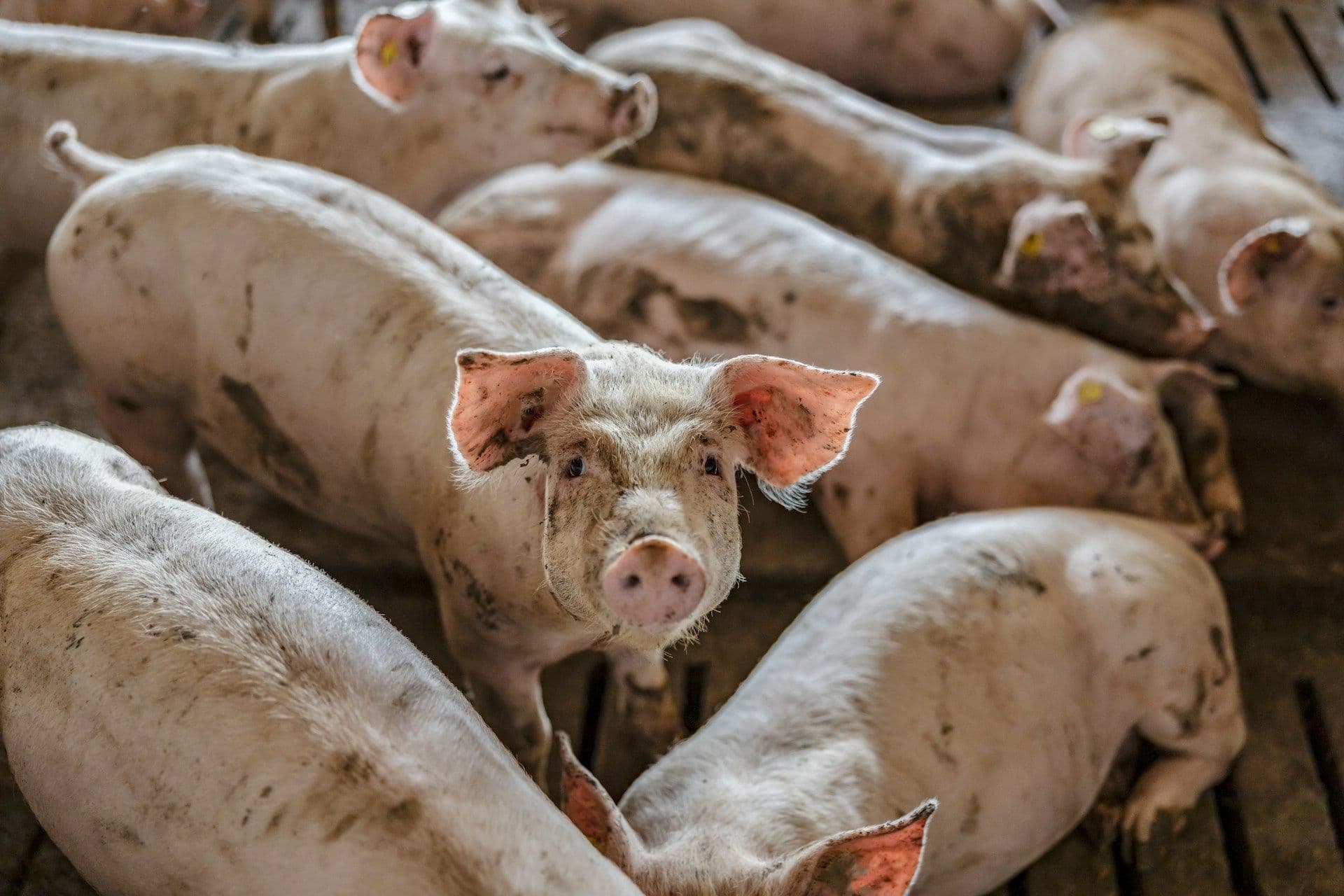 Pig farm in Luxembourg