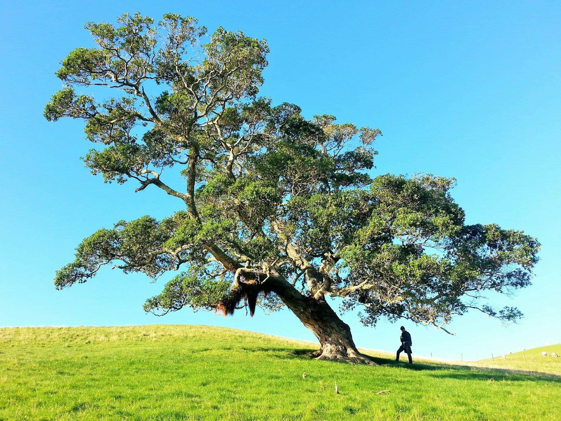 Remarkable trees in Luxembourg