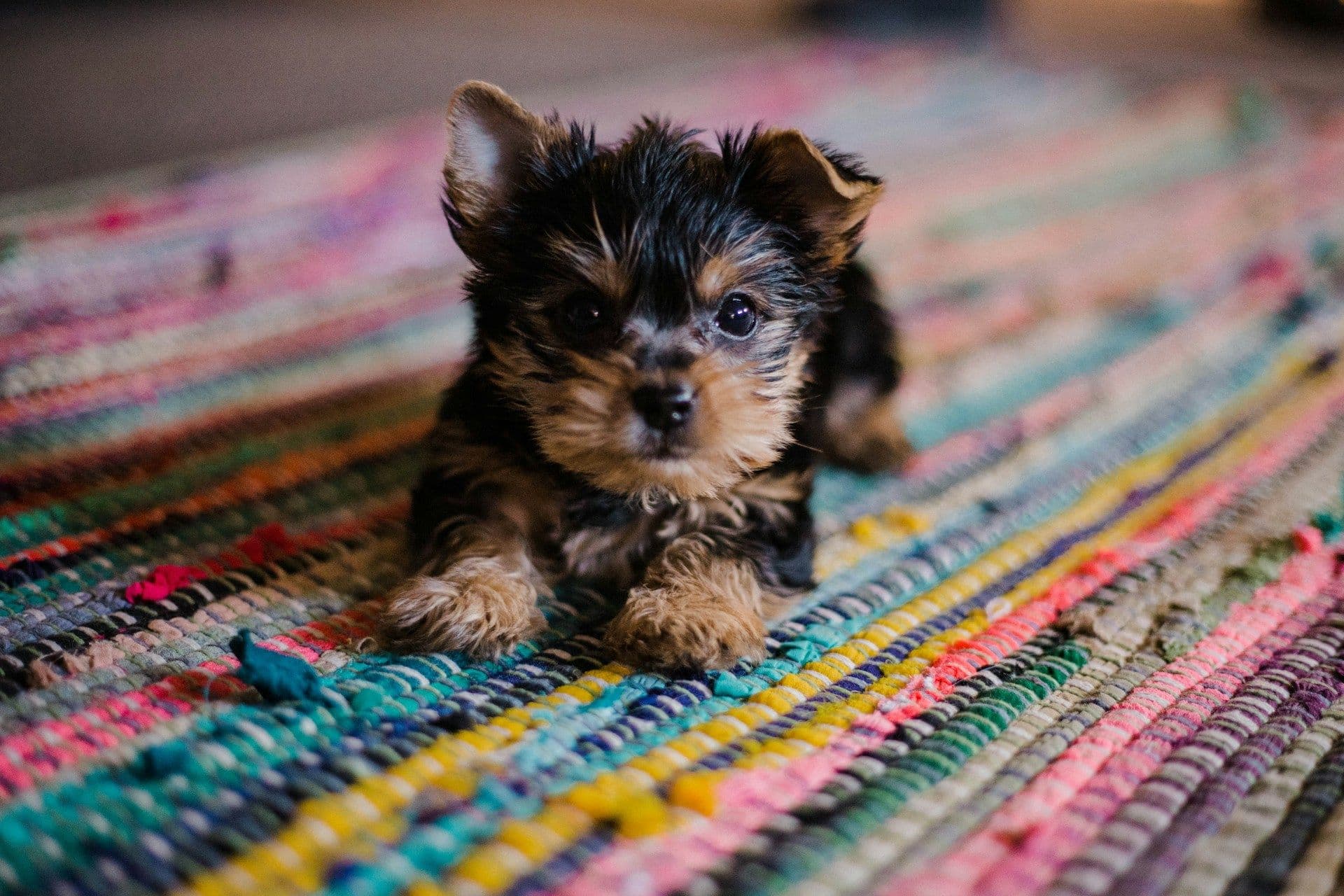 Puppy yoga in Luxembourg