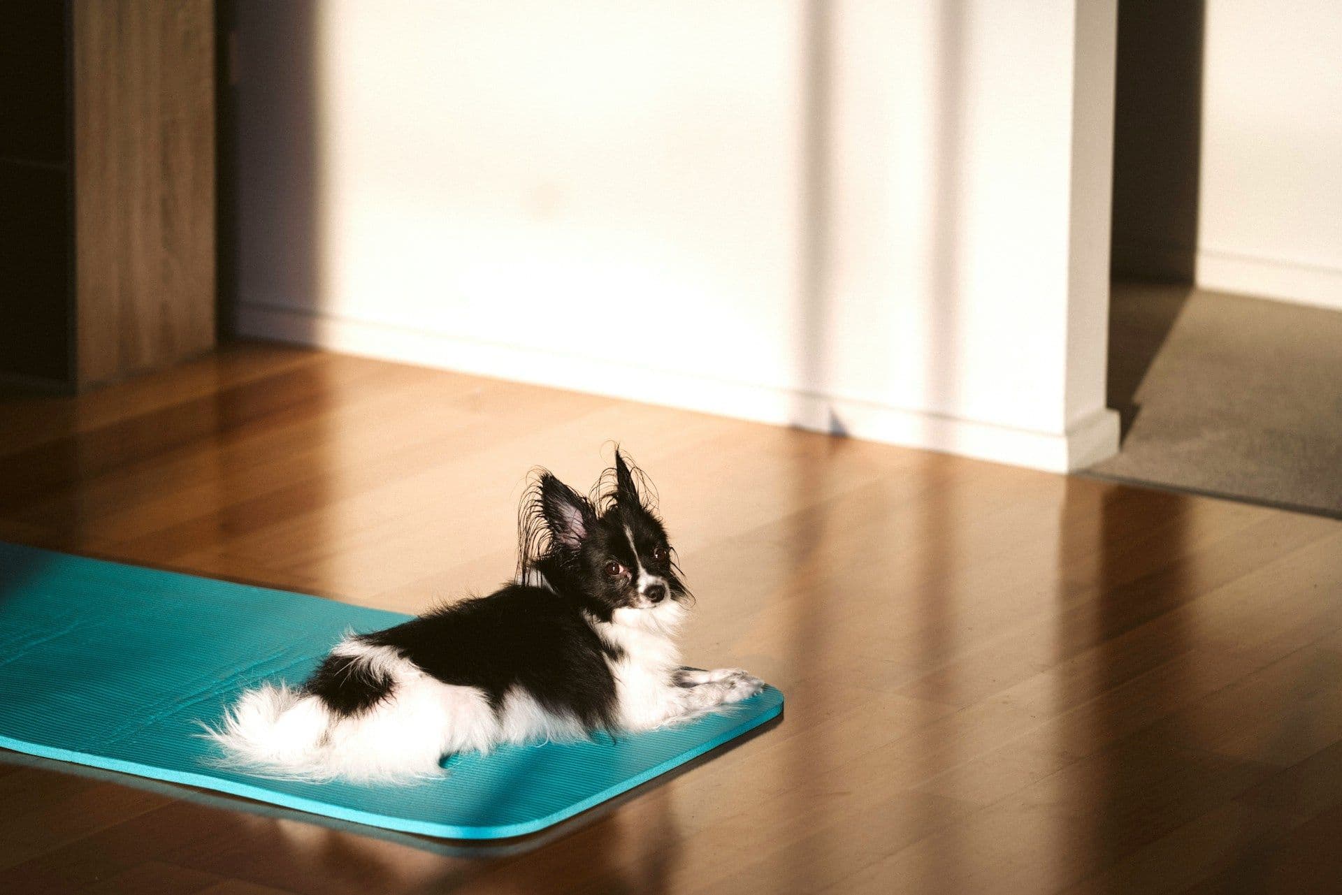Puppy yoga in Luxembourg