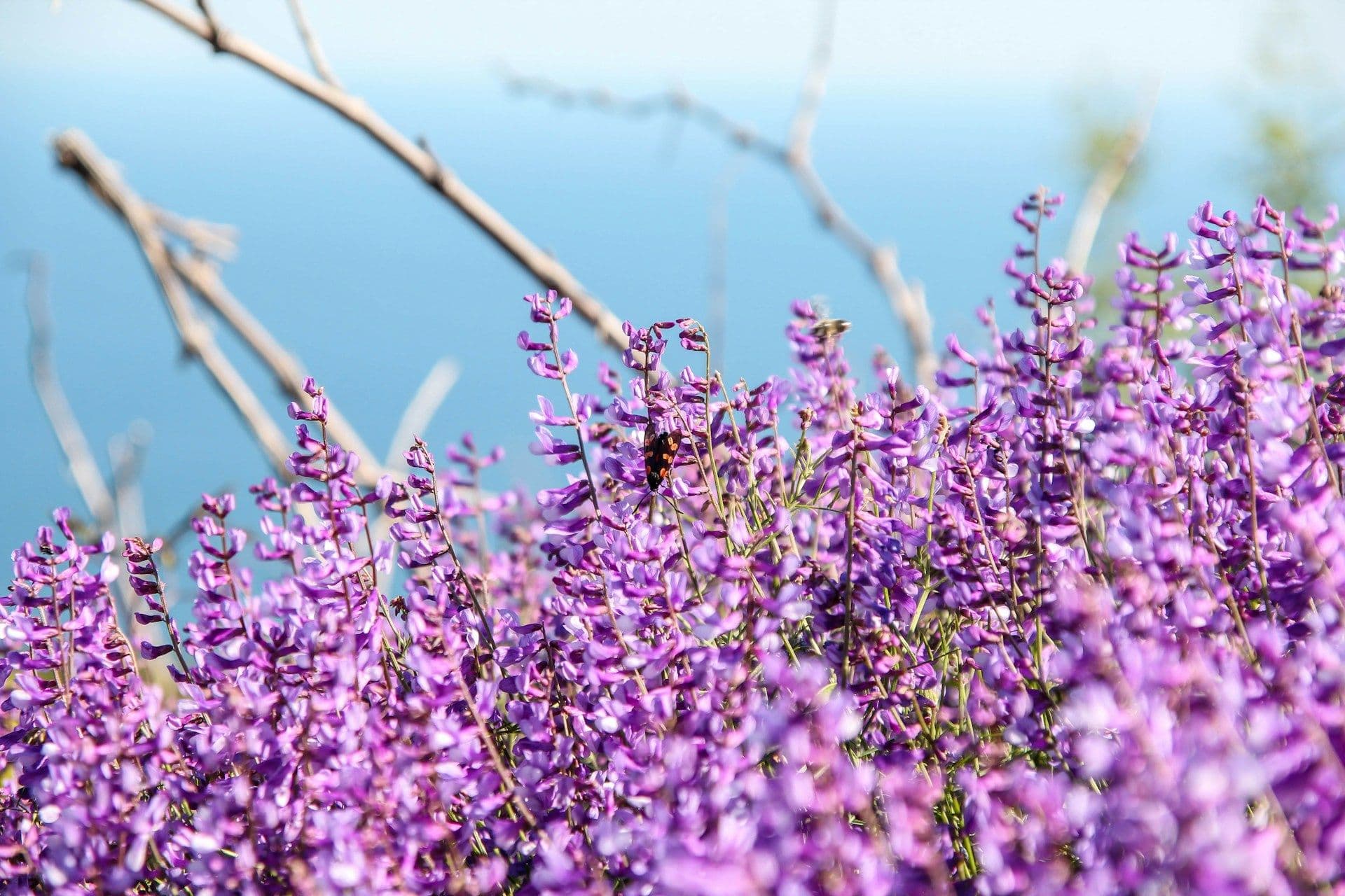 Luzerne (Medicago sativa)