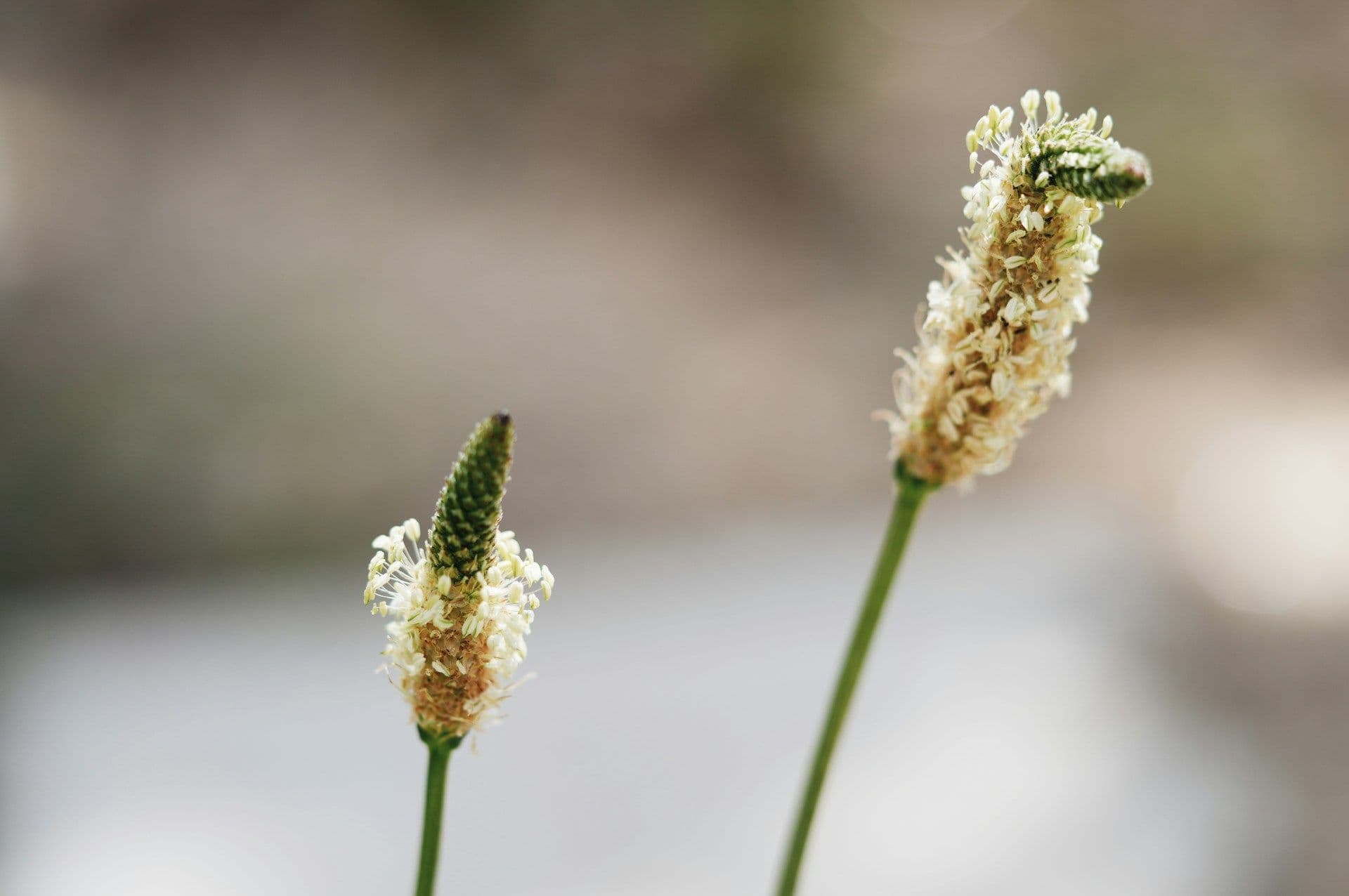 Plantain à feuilles étroites (Plantago lanceolata)