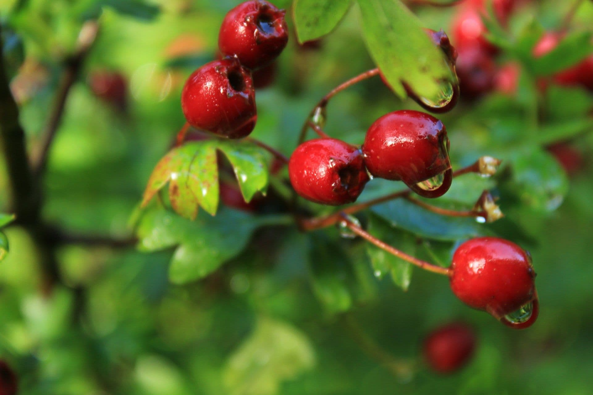 Aubépine (Crataegus monogyna)