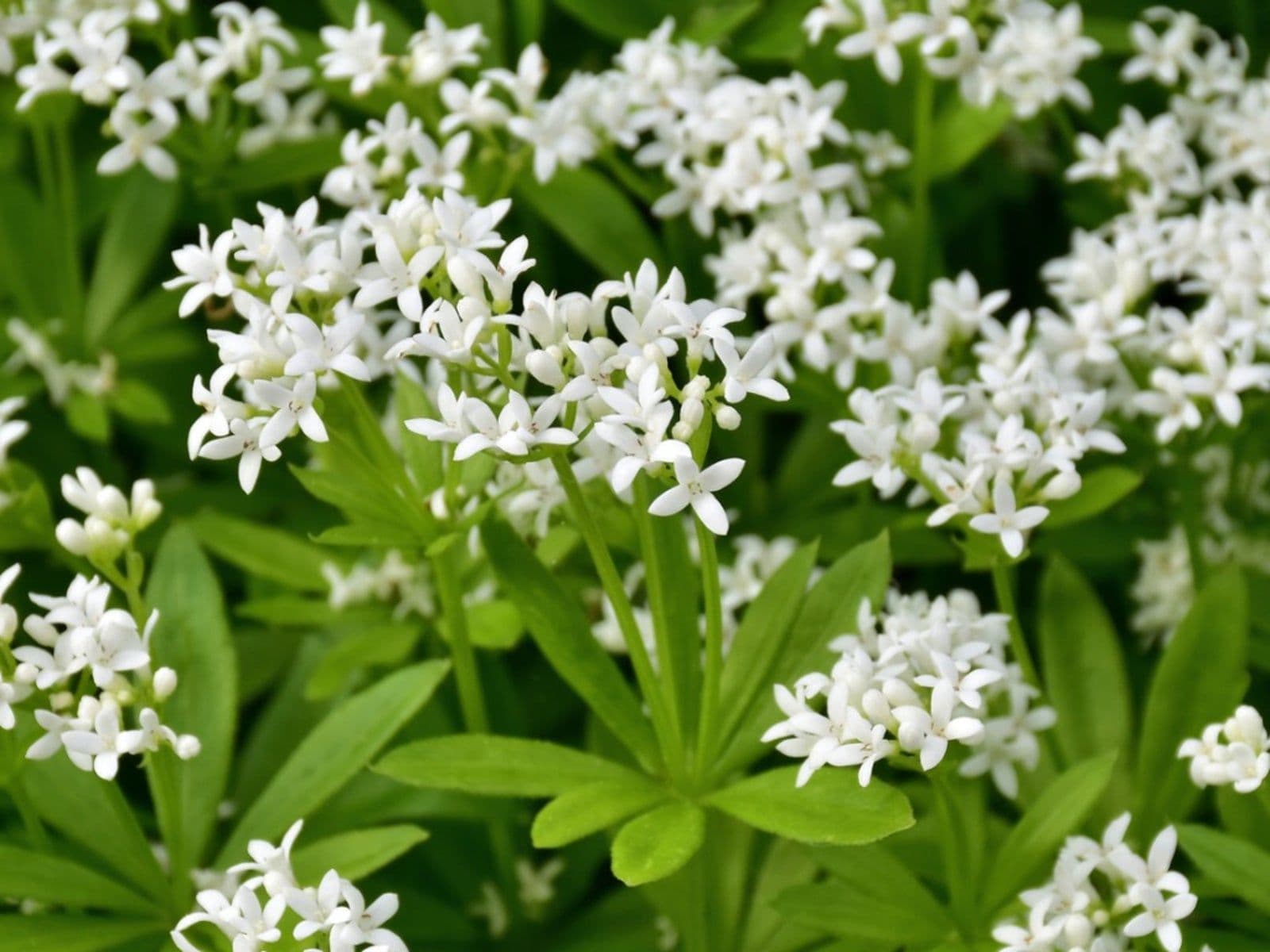 Aspérule odorante (Galium odoratum)