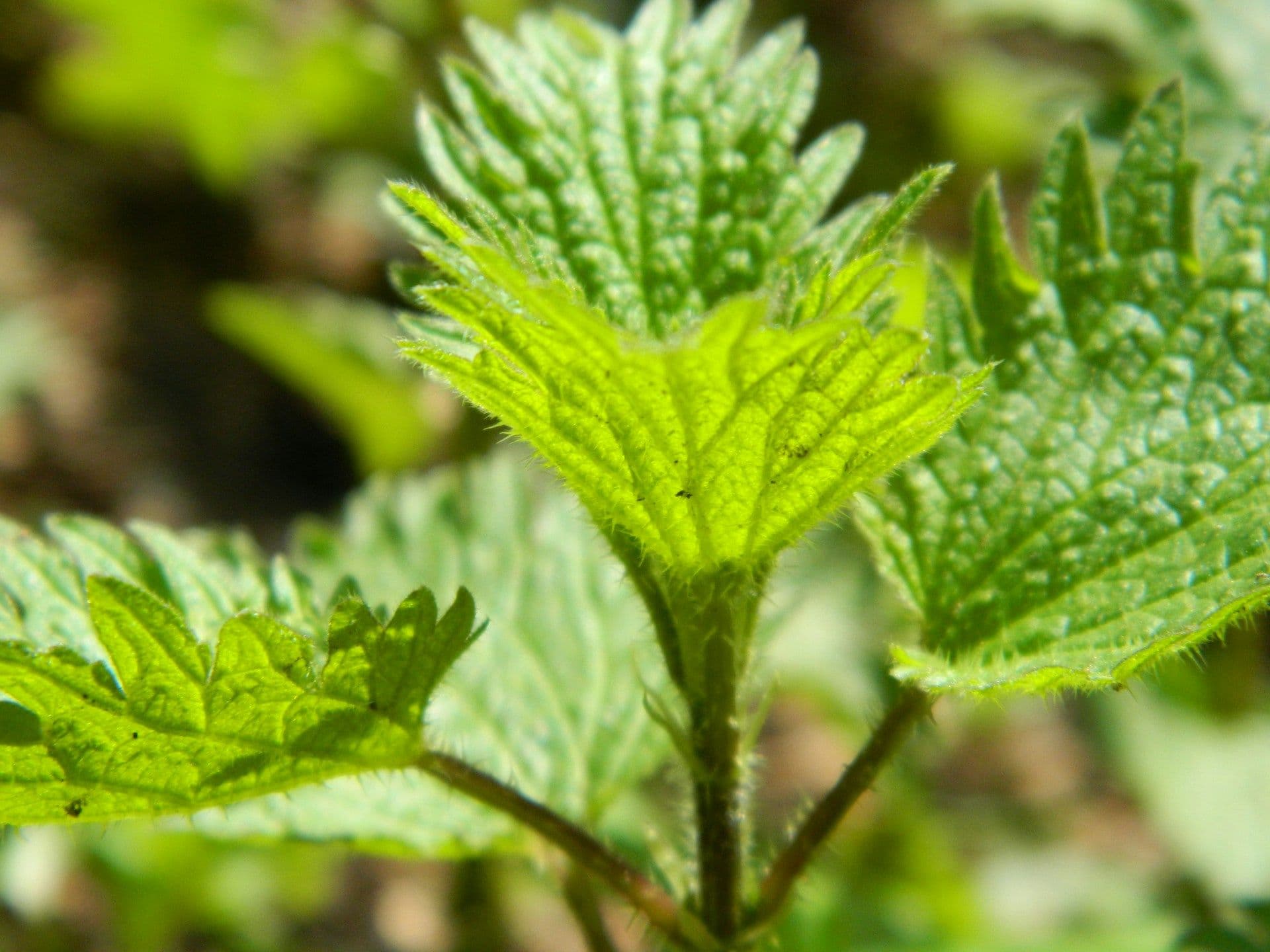 Ortie dioïque (Urtica dioica)