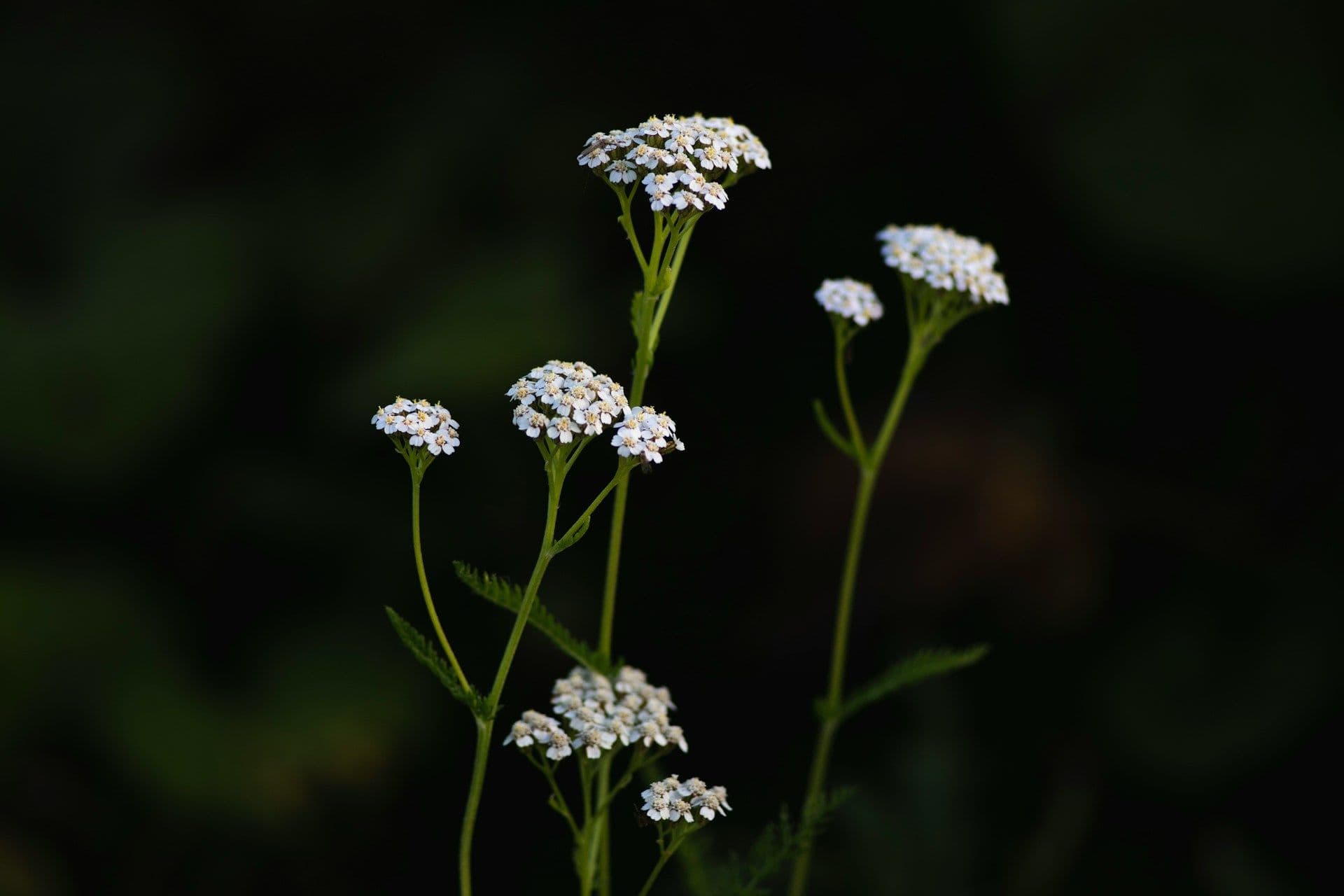 Achillée millefeuille (Achillea millefolium)