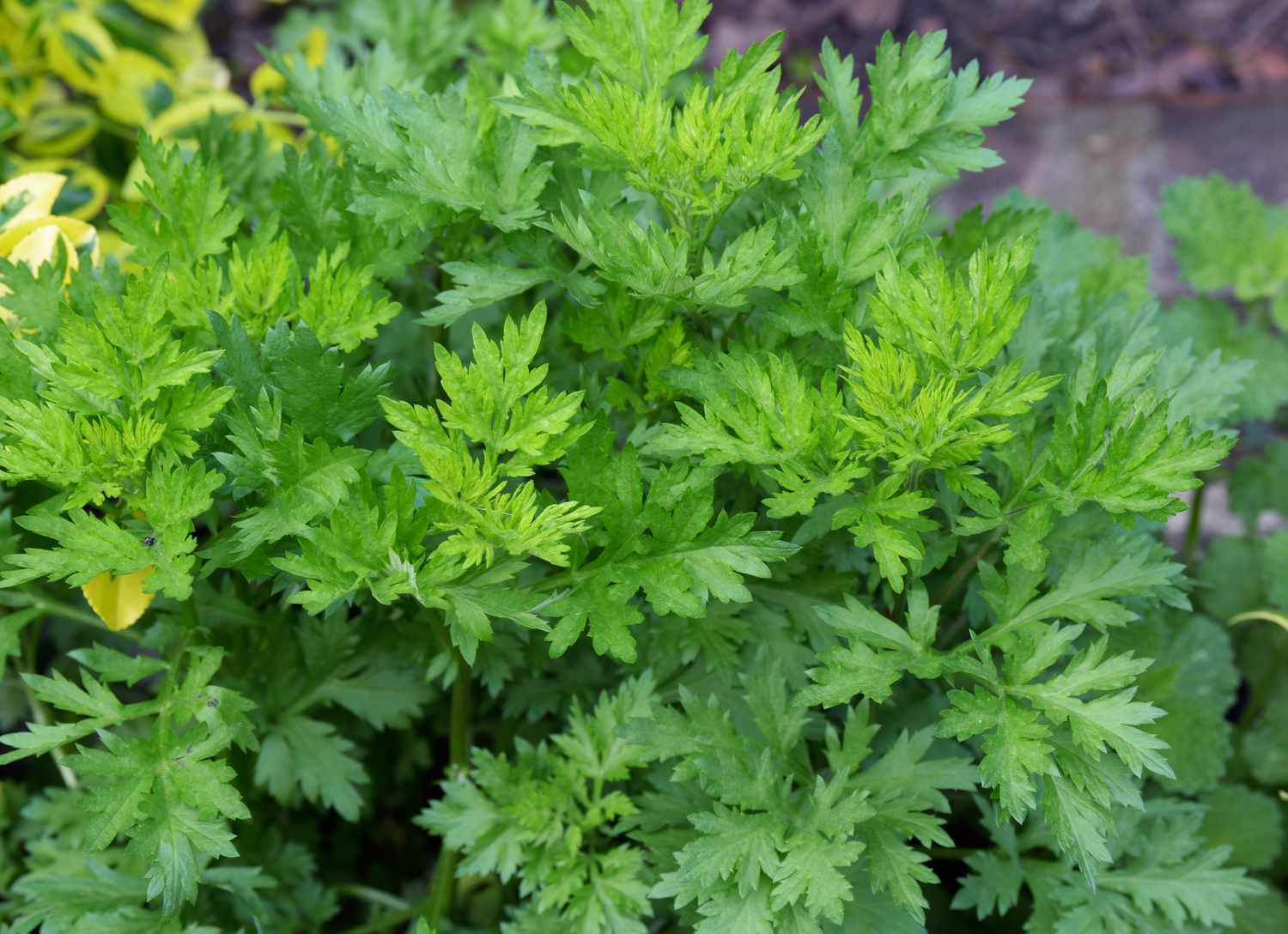Armoise (Artemisia vulgaris)