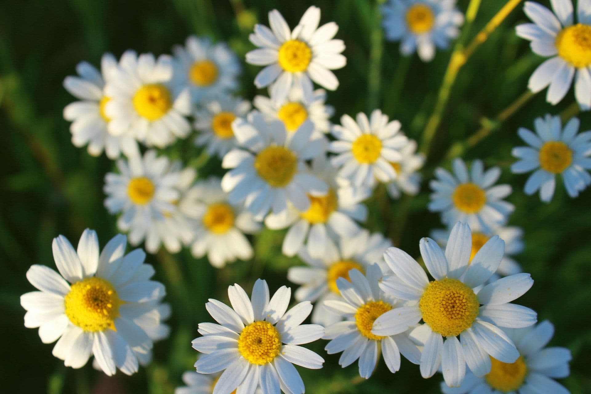 Camomille (Matricaria recutita)