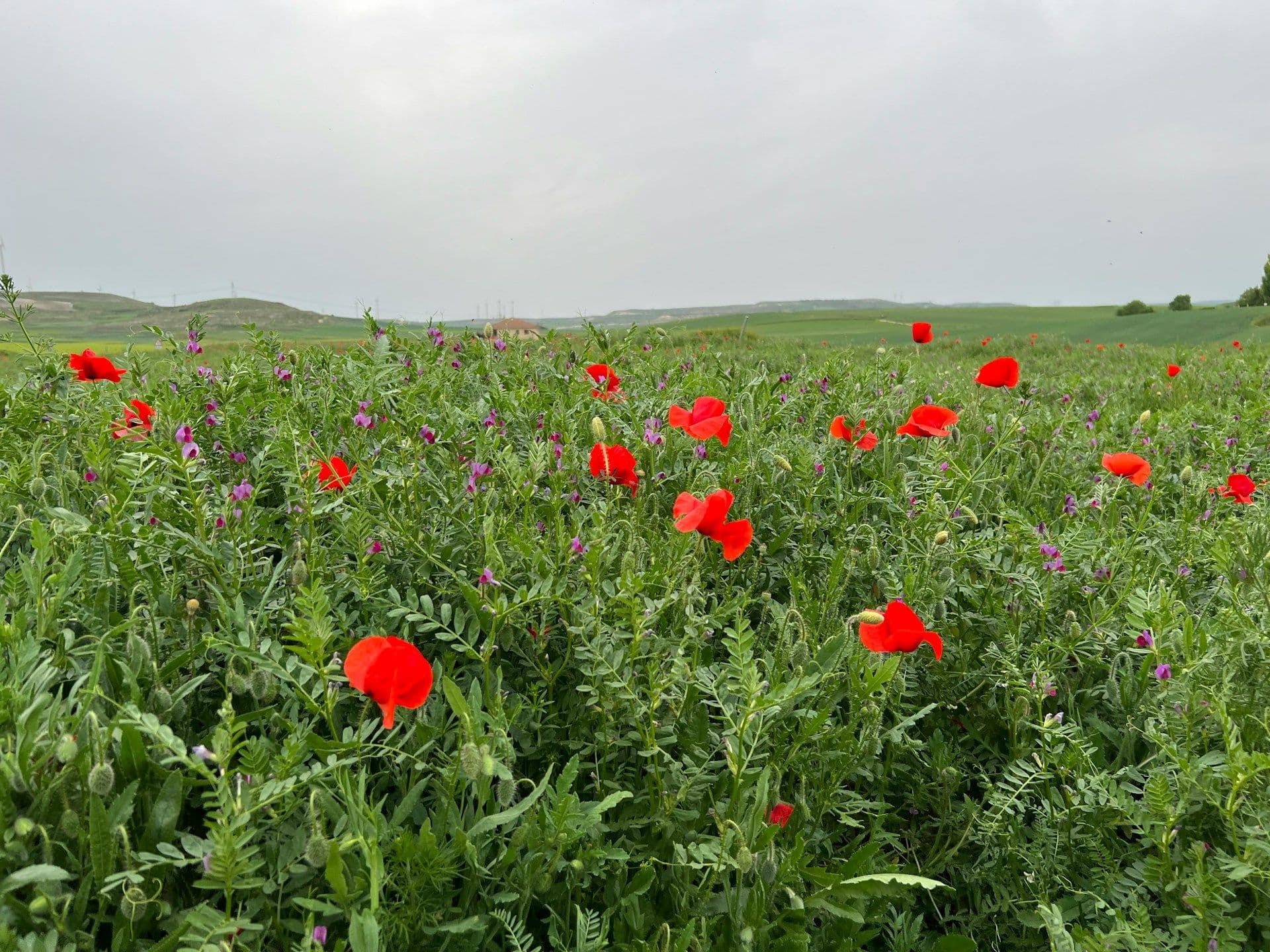 Pavot des champs (Papaver rhoeas)