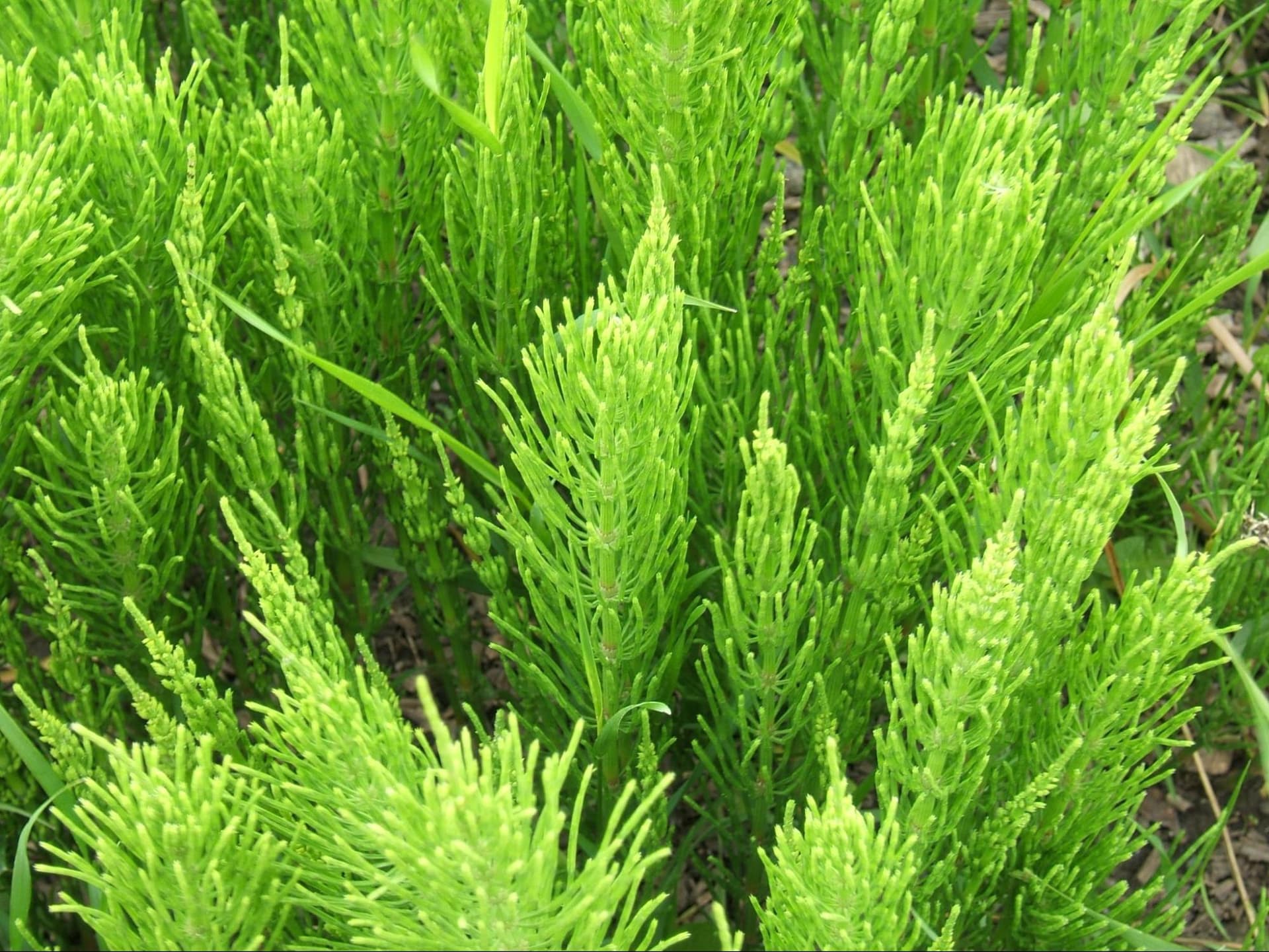 Prêle des champs (Equisetum arvense)