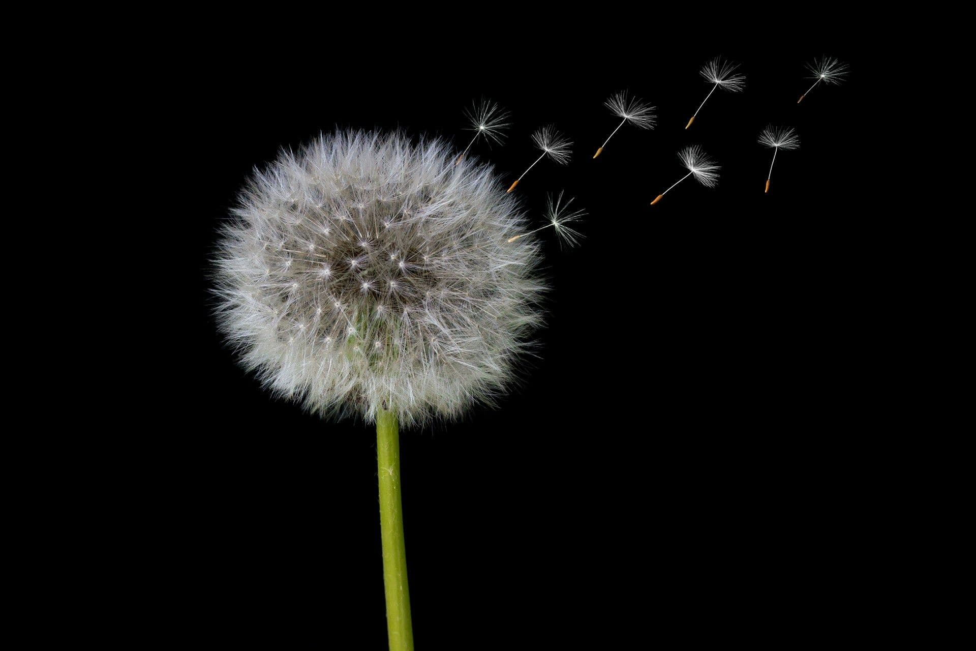 Pissenlit (Taraxacum officinale)