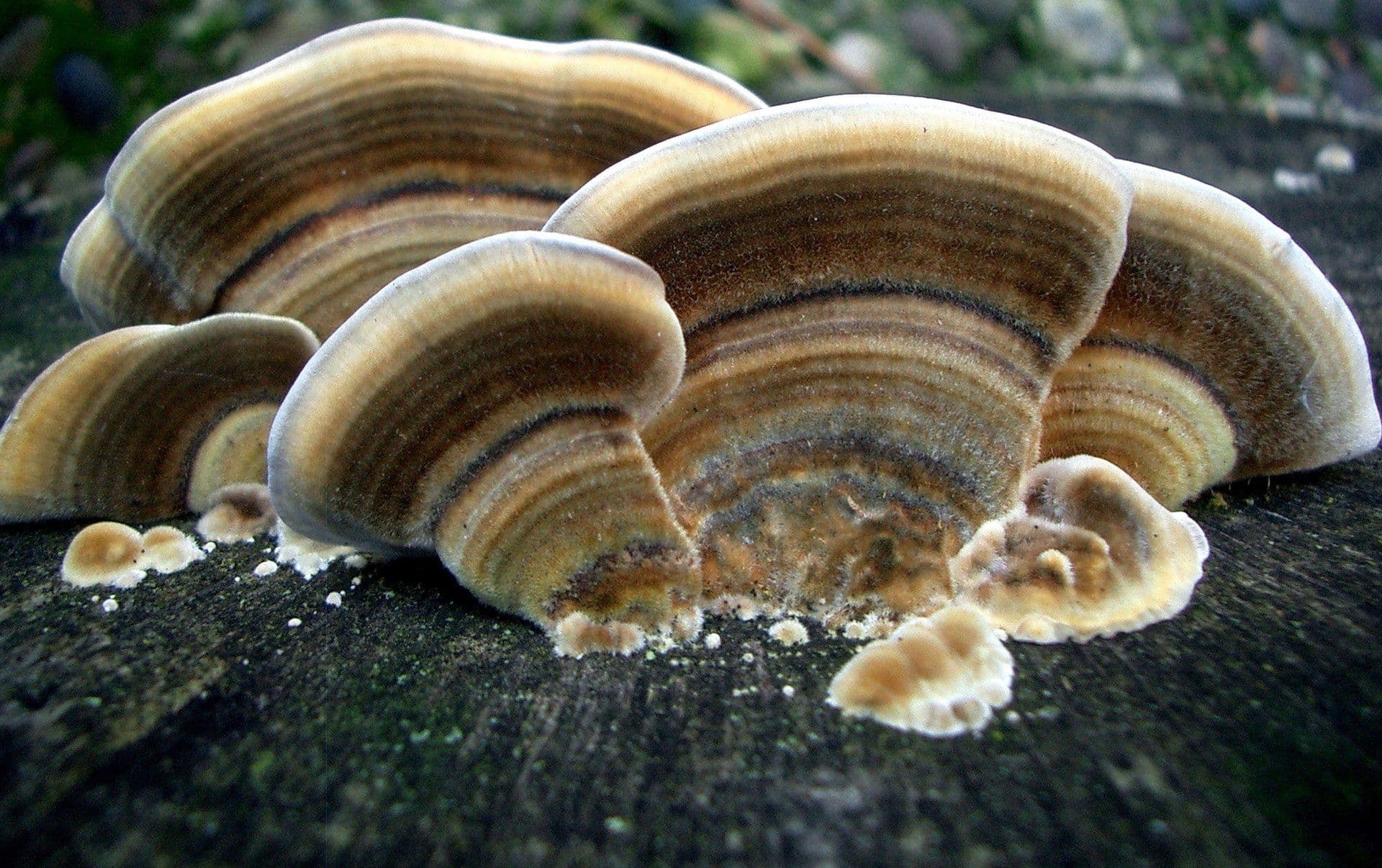 Viele Knollenblätterpilze und andere holzige Pilze