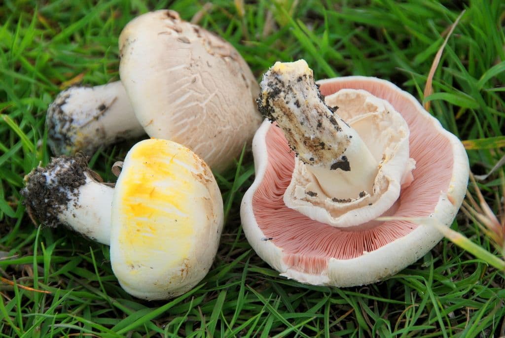 Gelber Pilz (Agaricus xanthodermus)