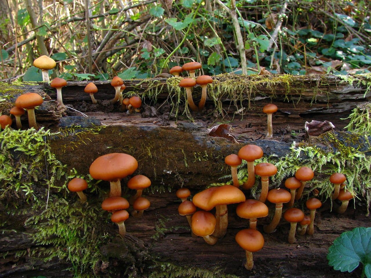 Falscher Honigpilz (Galerina marginata)