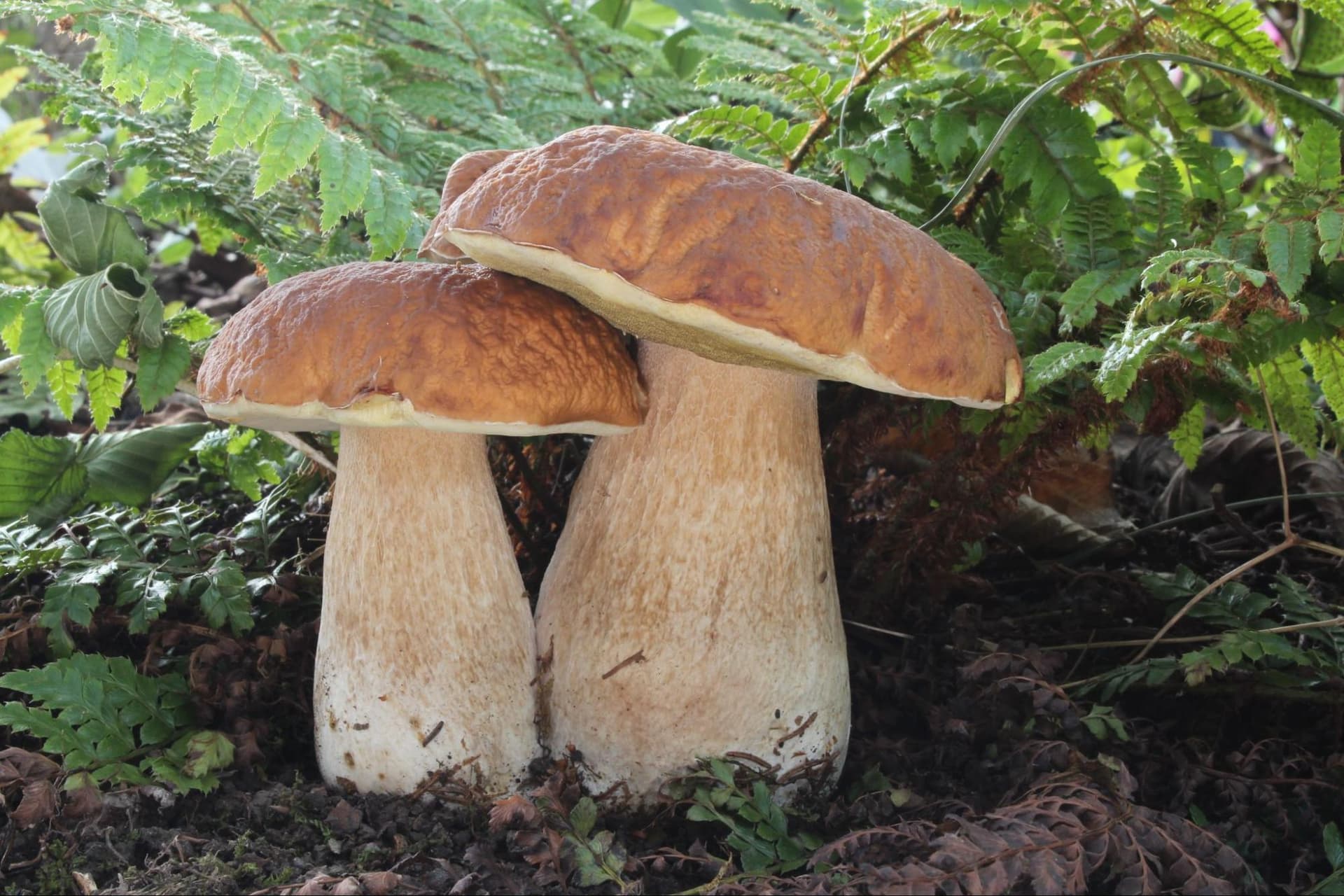 Steinpilz (Boletus edulis) - essbar