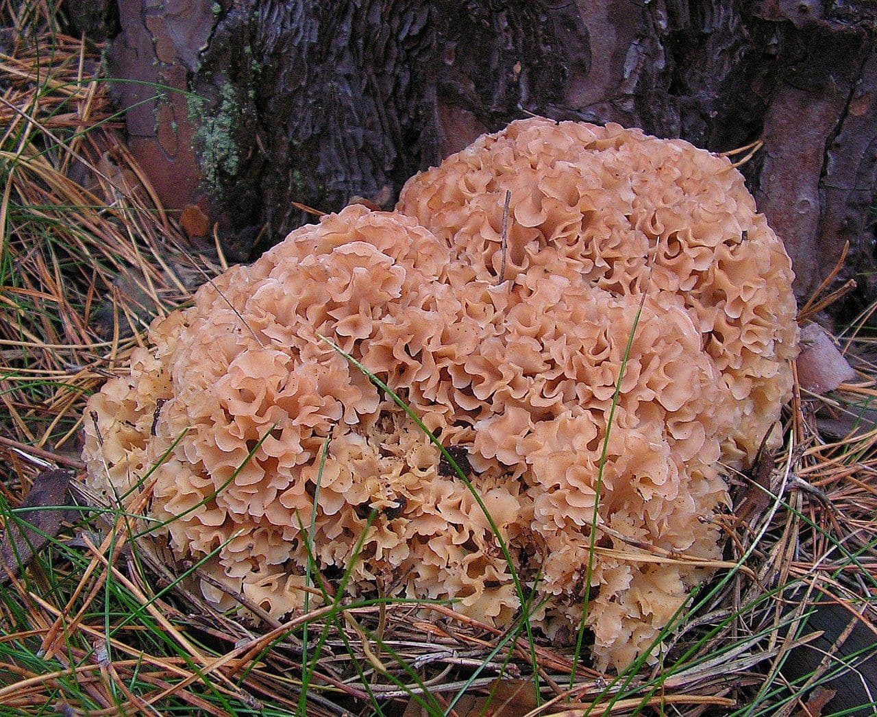 Kräuseliges Sparassis (Sparassis crispa)
