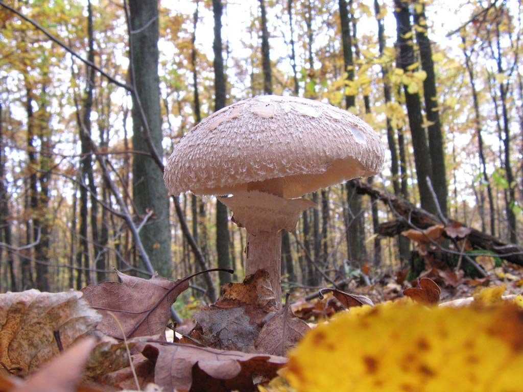 Dame's Macrolepiota (Macrolepiota puellaris)