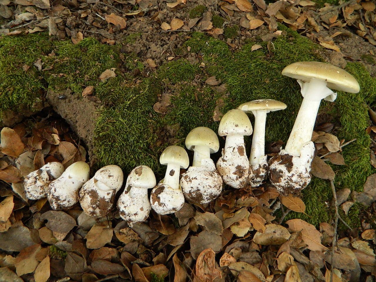 Totenkopf (Amanita phalloides) - Der gefährlichste Pilz in Luxemburg