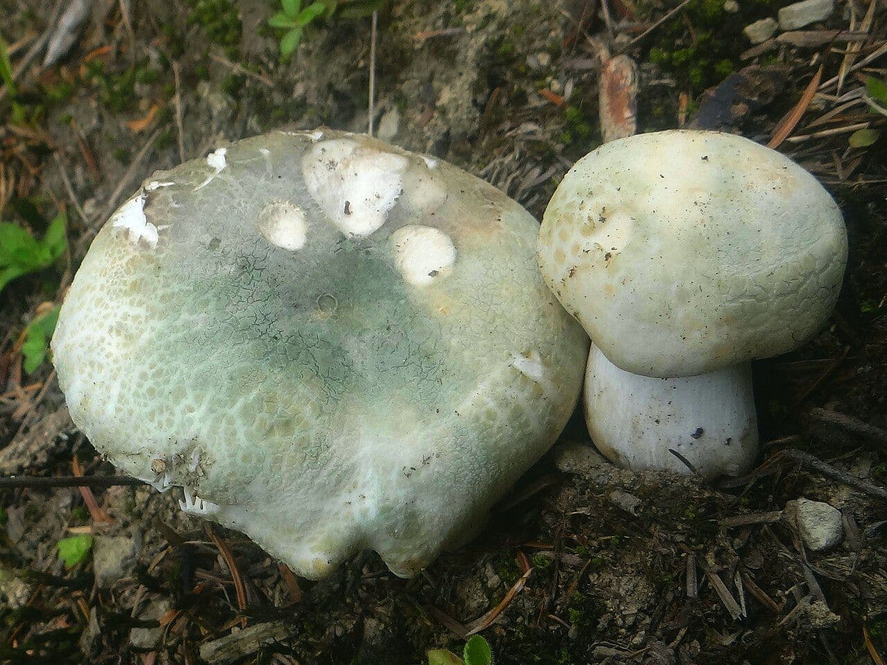 Grüne Russula (Russula virescens) und Essbare Russula (Russula vesca) - essbar