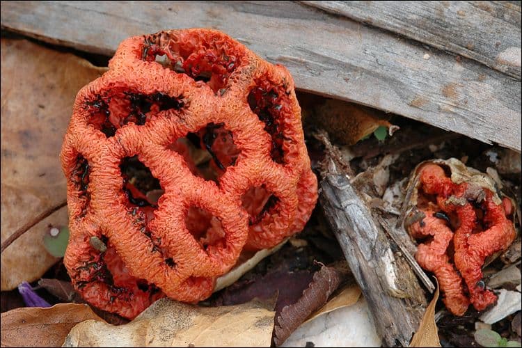 Roter Clathrus (Clathrus ruber)