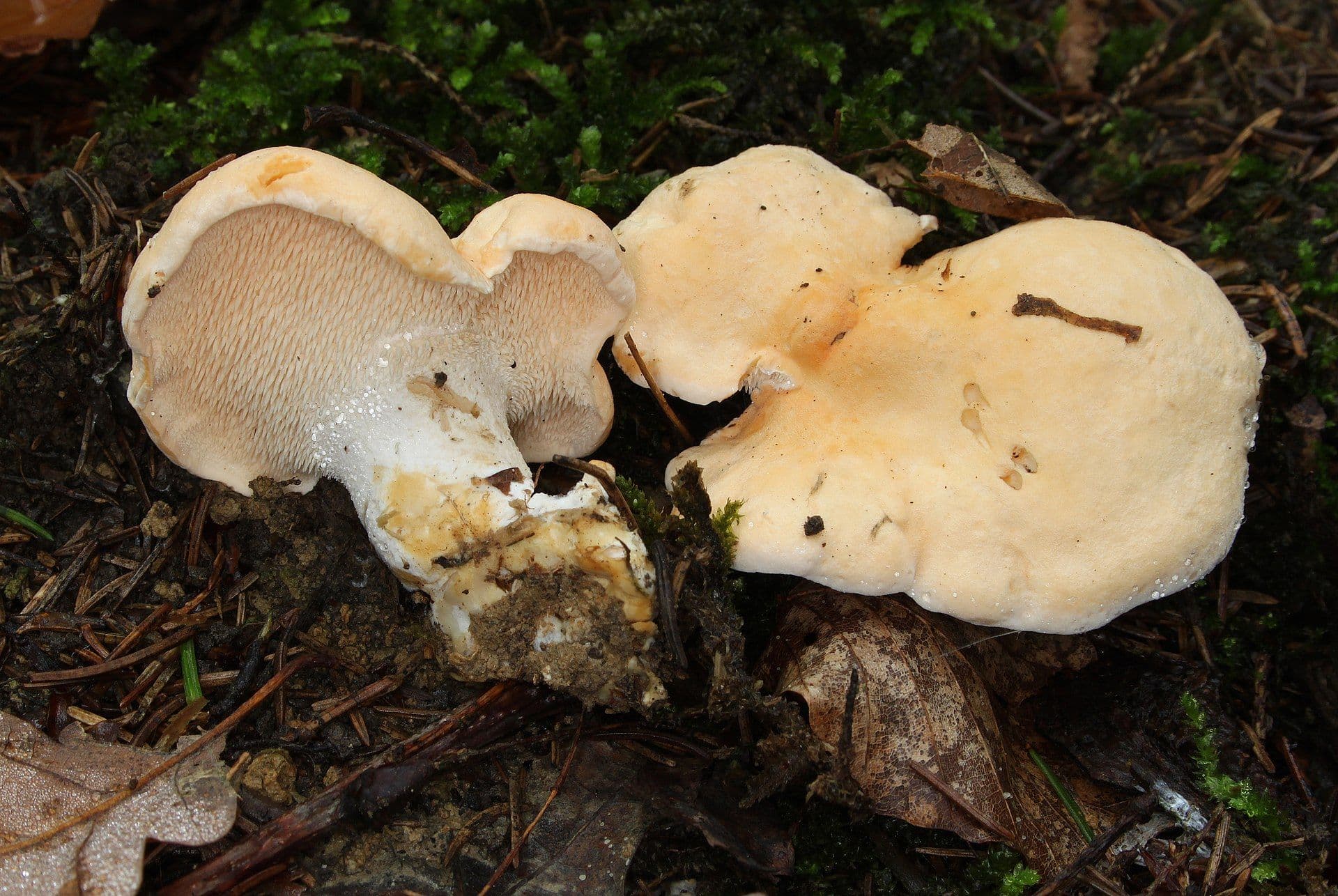 Hydnum Repandum - essbar