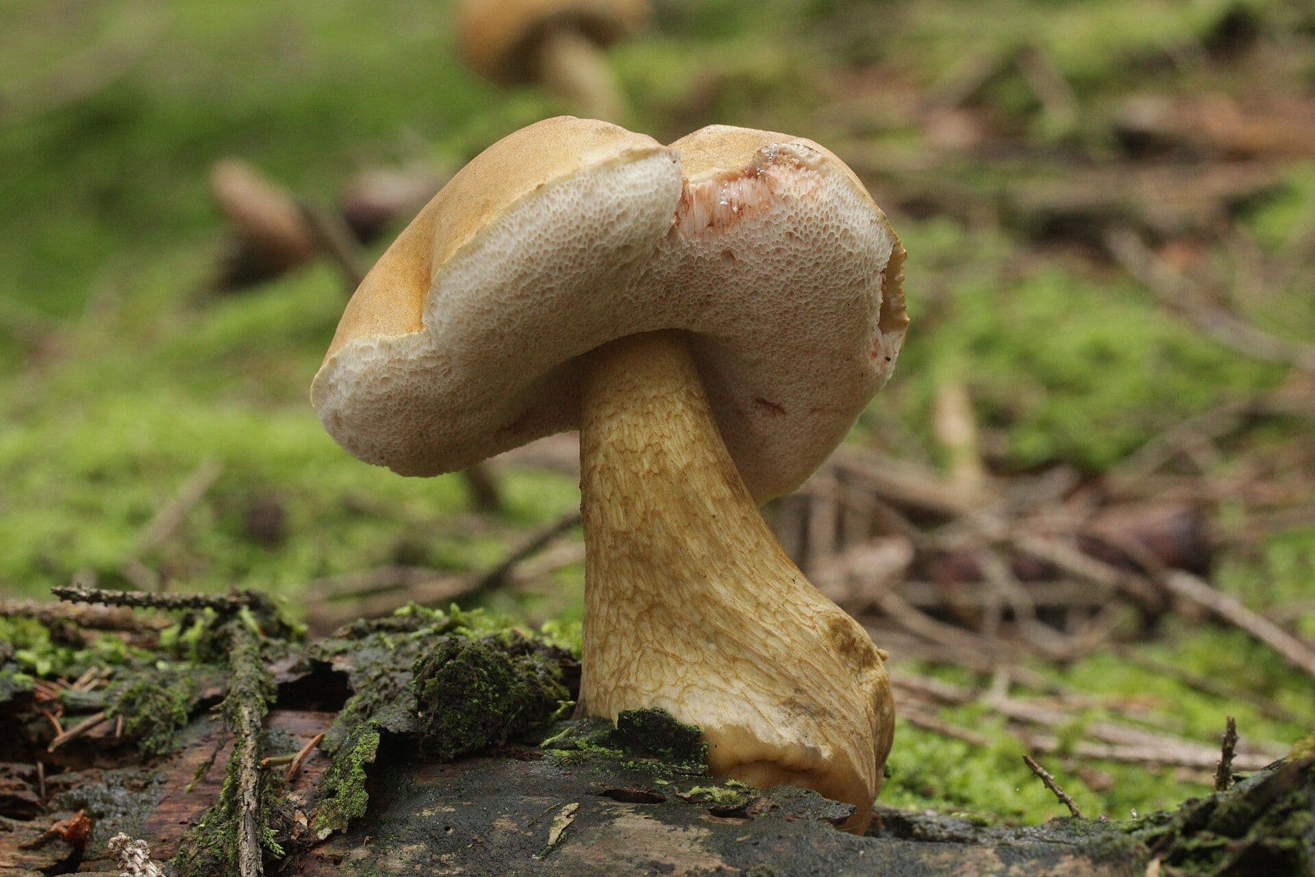 Bitterer Steinpilz (Tylopilus felleus)