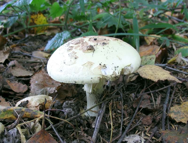 Gelber Amanita (Amanita citrina)