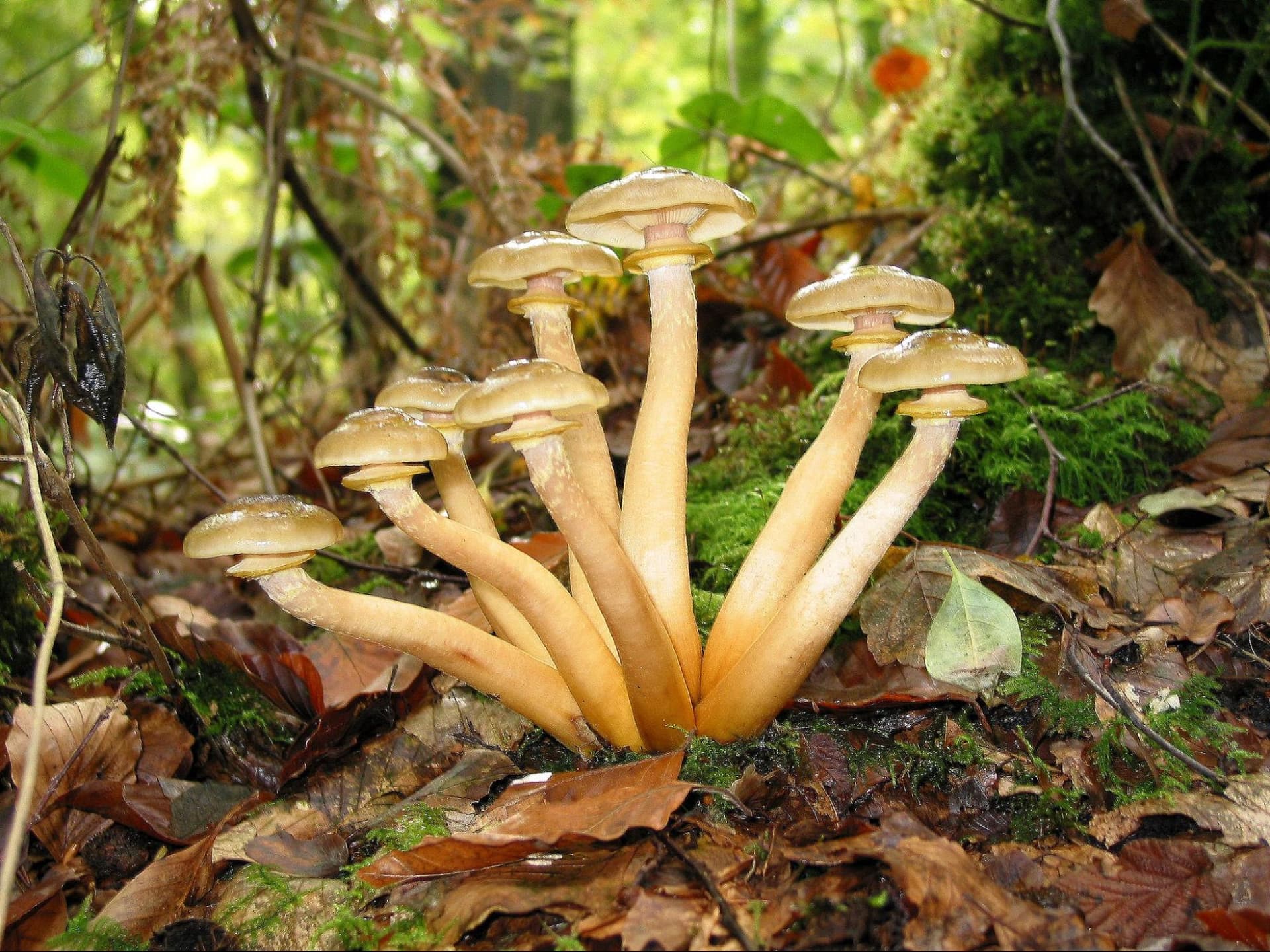 Herbstpilz (Armillaria mellea) - essbar (bedingt)